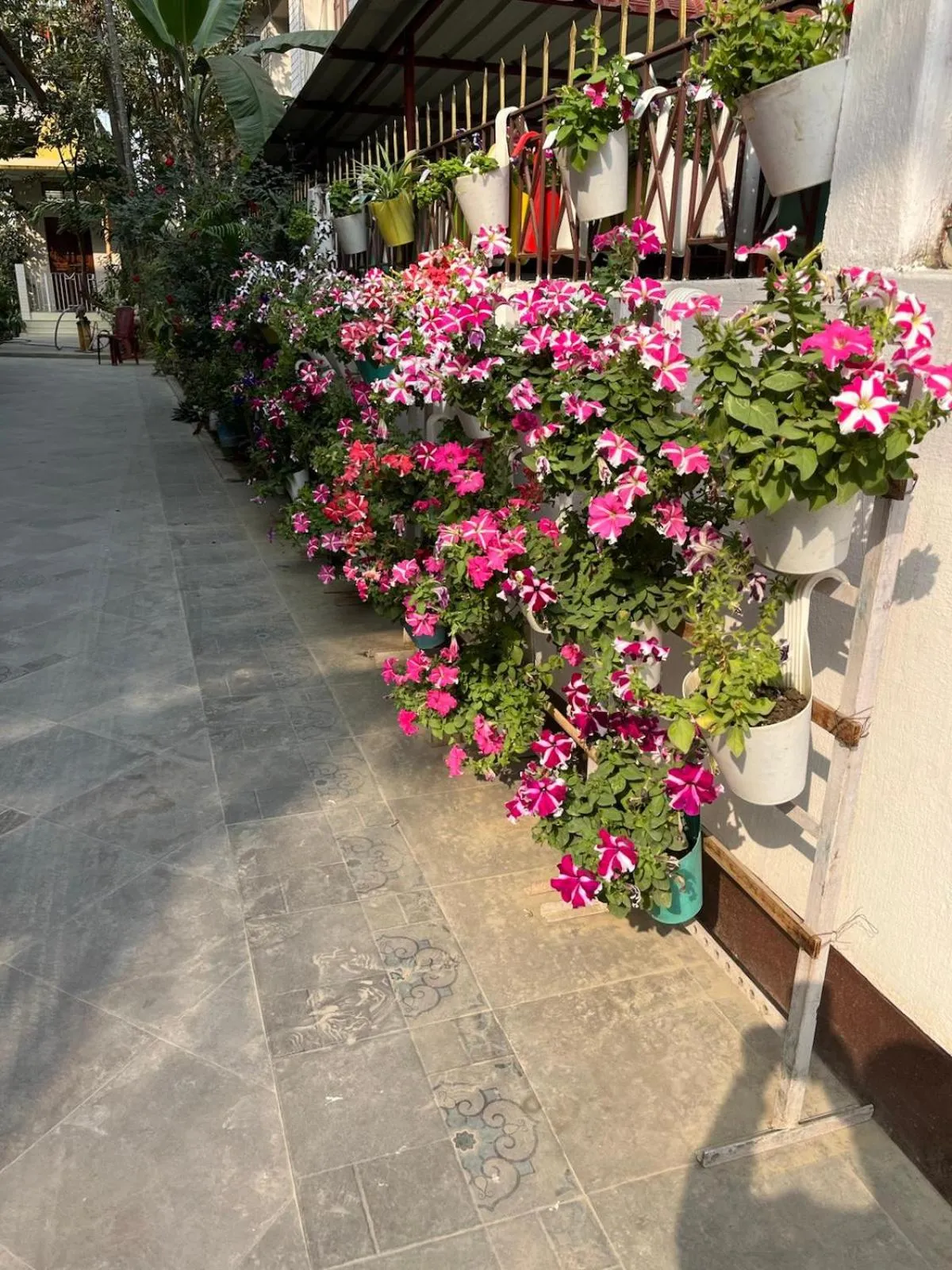 Garden in Amazing Homestay