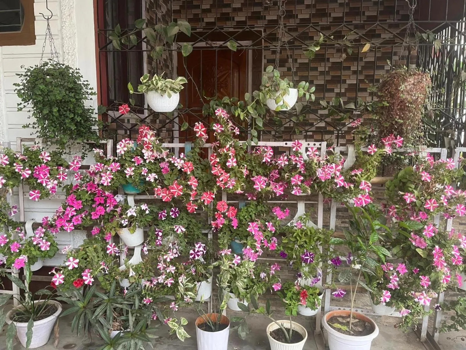 Garden in Amazing Homestay