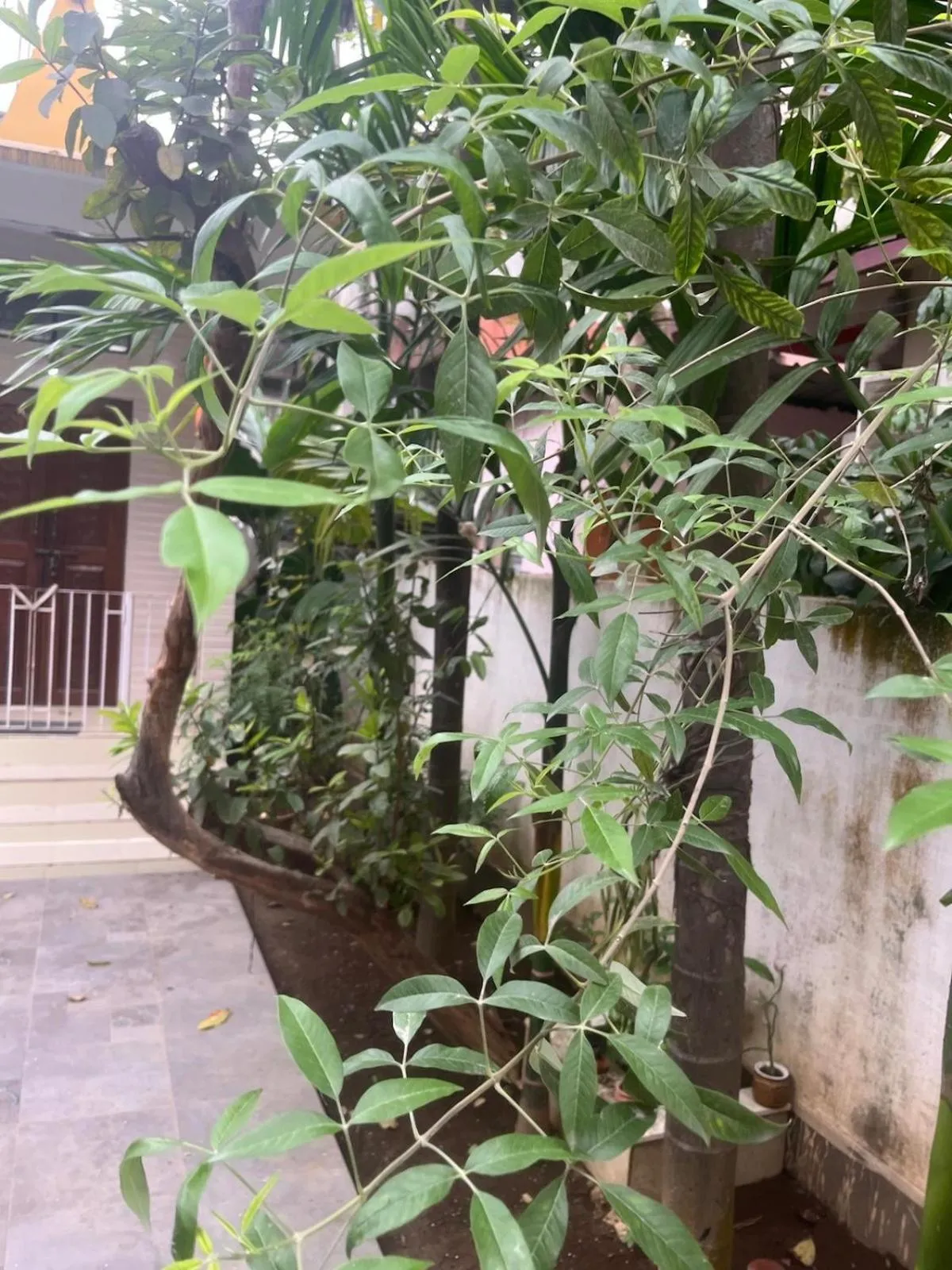 Property building in Amazing Homestay