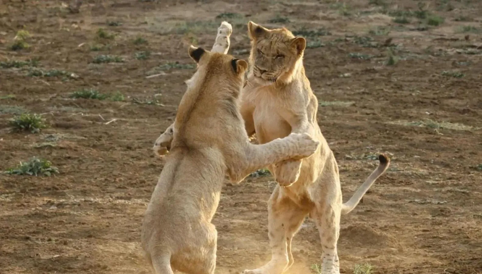 Animals in Motswiri Private Safari Lodge