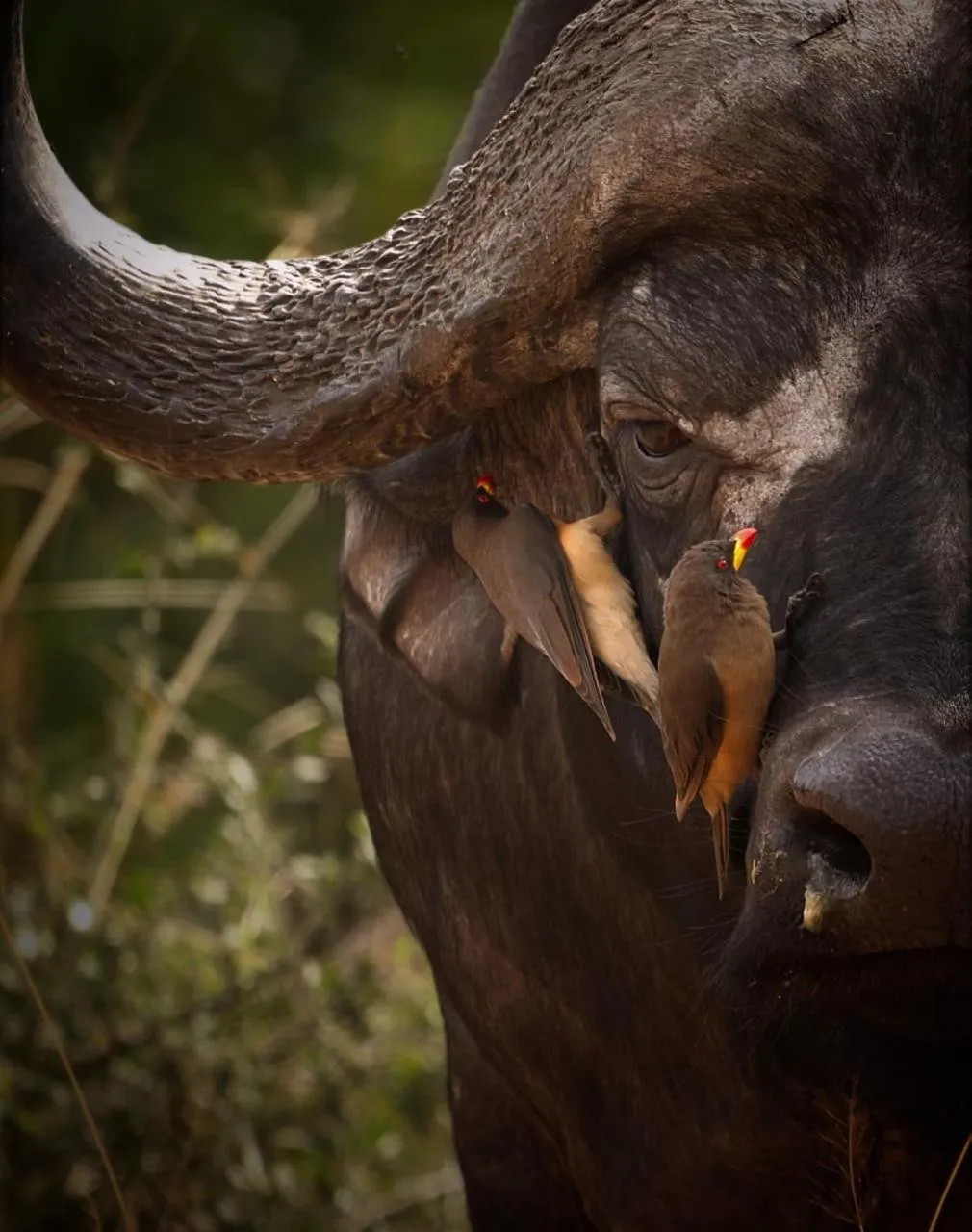 Animals in Motswiri Private Safari Lodge