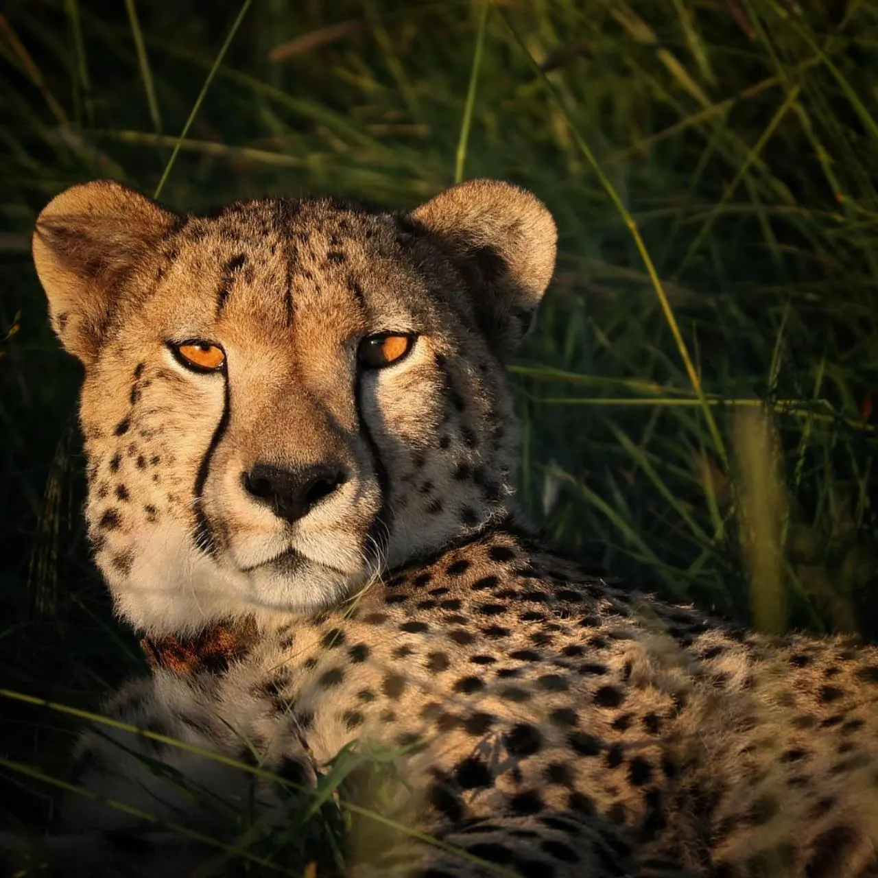 Animals in Motswiri Private Safari Lodge