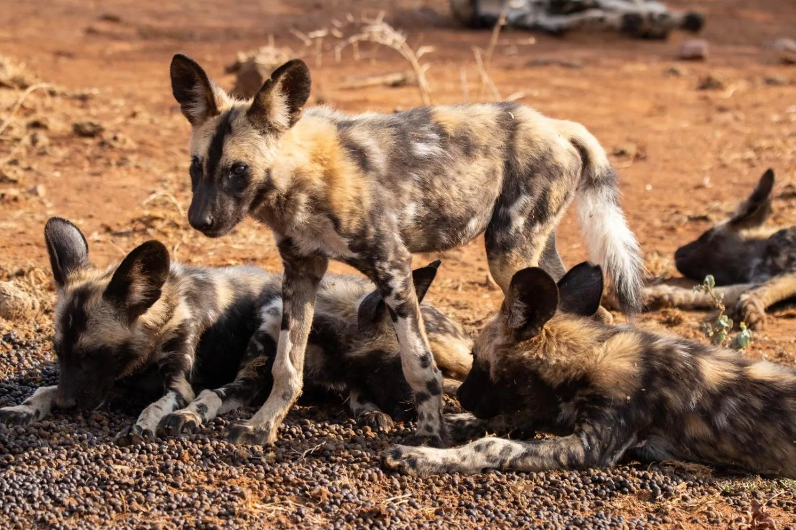 Animals in Motswiri Private Safari Lodge