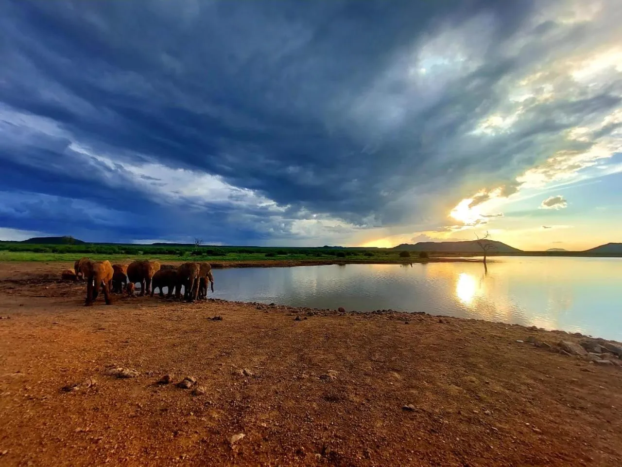 Animals in Motswiri Private Safari Lodge