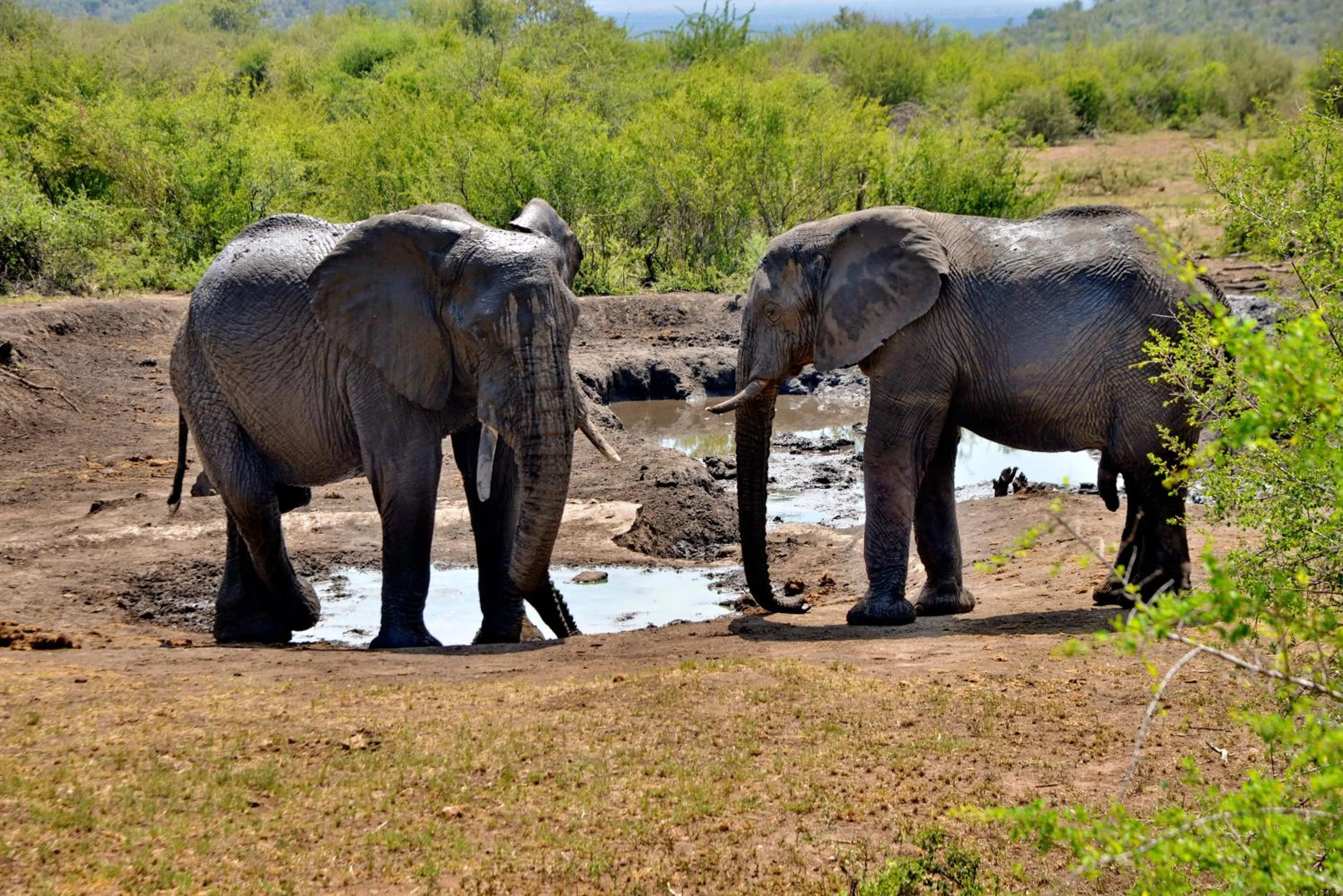 Natural landscape in Motswiri Private Safari Lodge