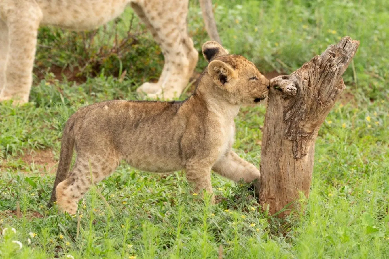 Animals in Motswiri Private Safari Lodge