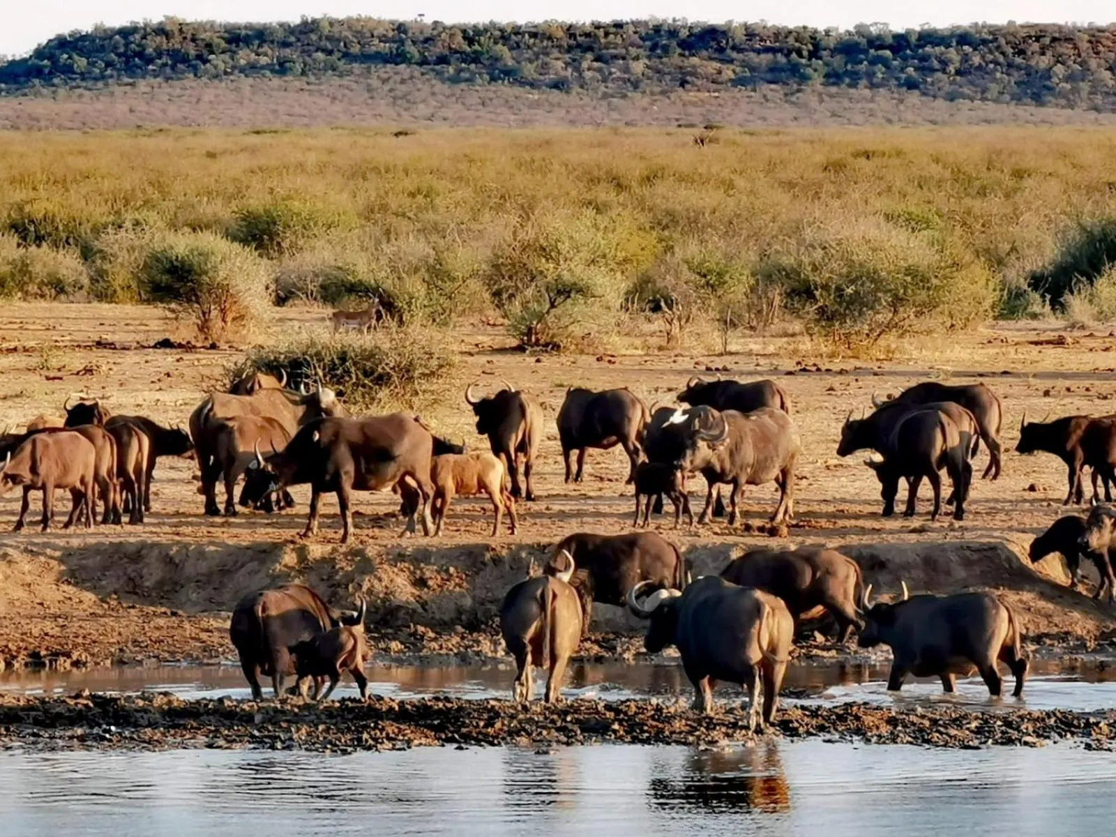 Natural landscape in Motswiri Private Safari Lodge
