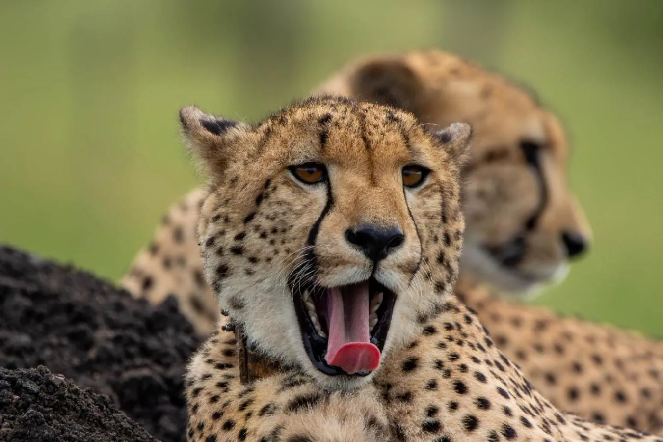 Animals in Motswiri Private Safari Lodge