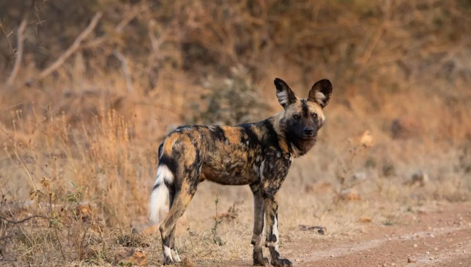 Animals in Motswiri Private Safari Lodge