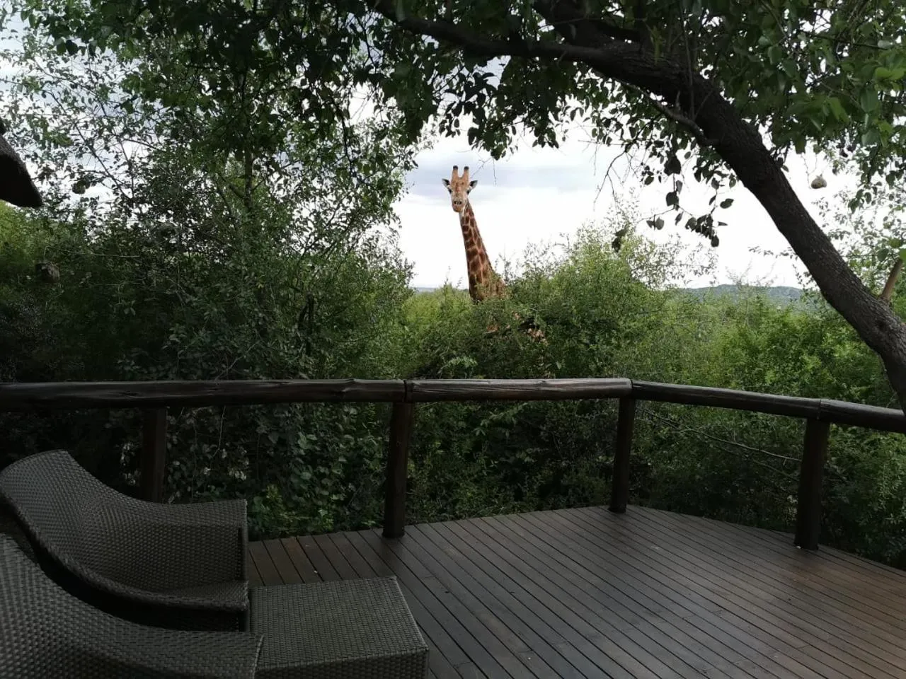 Balcony/Terrace in Motswiri Private Safari Lodge