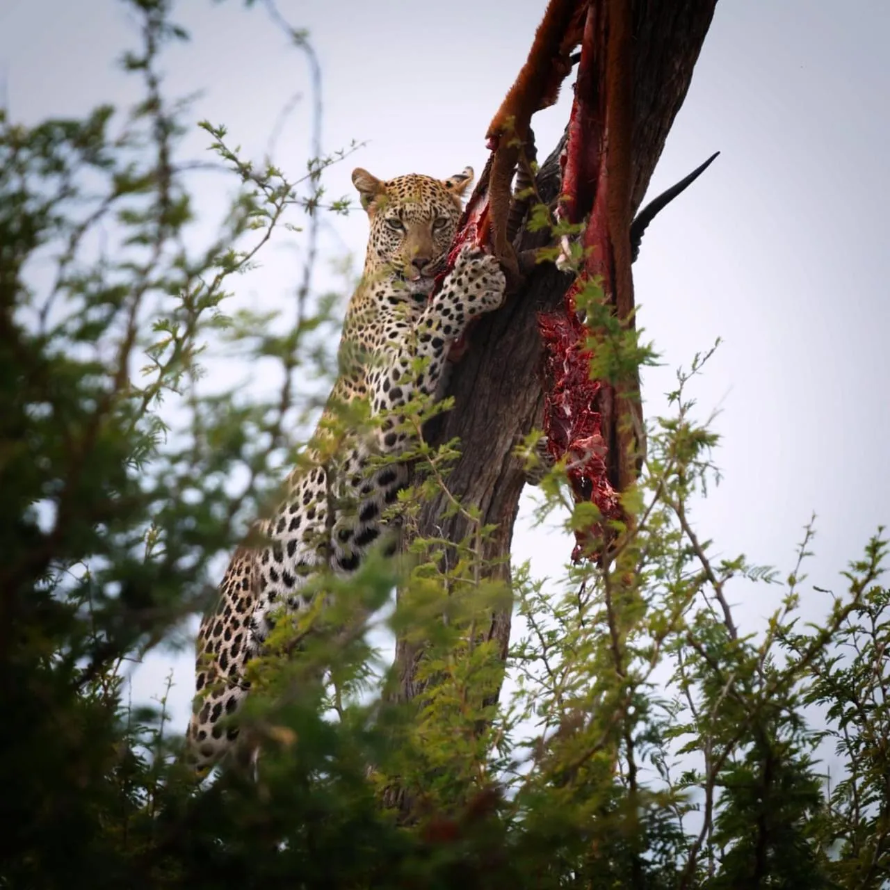 Animals in Motswiri Private Safari Lodge