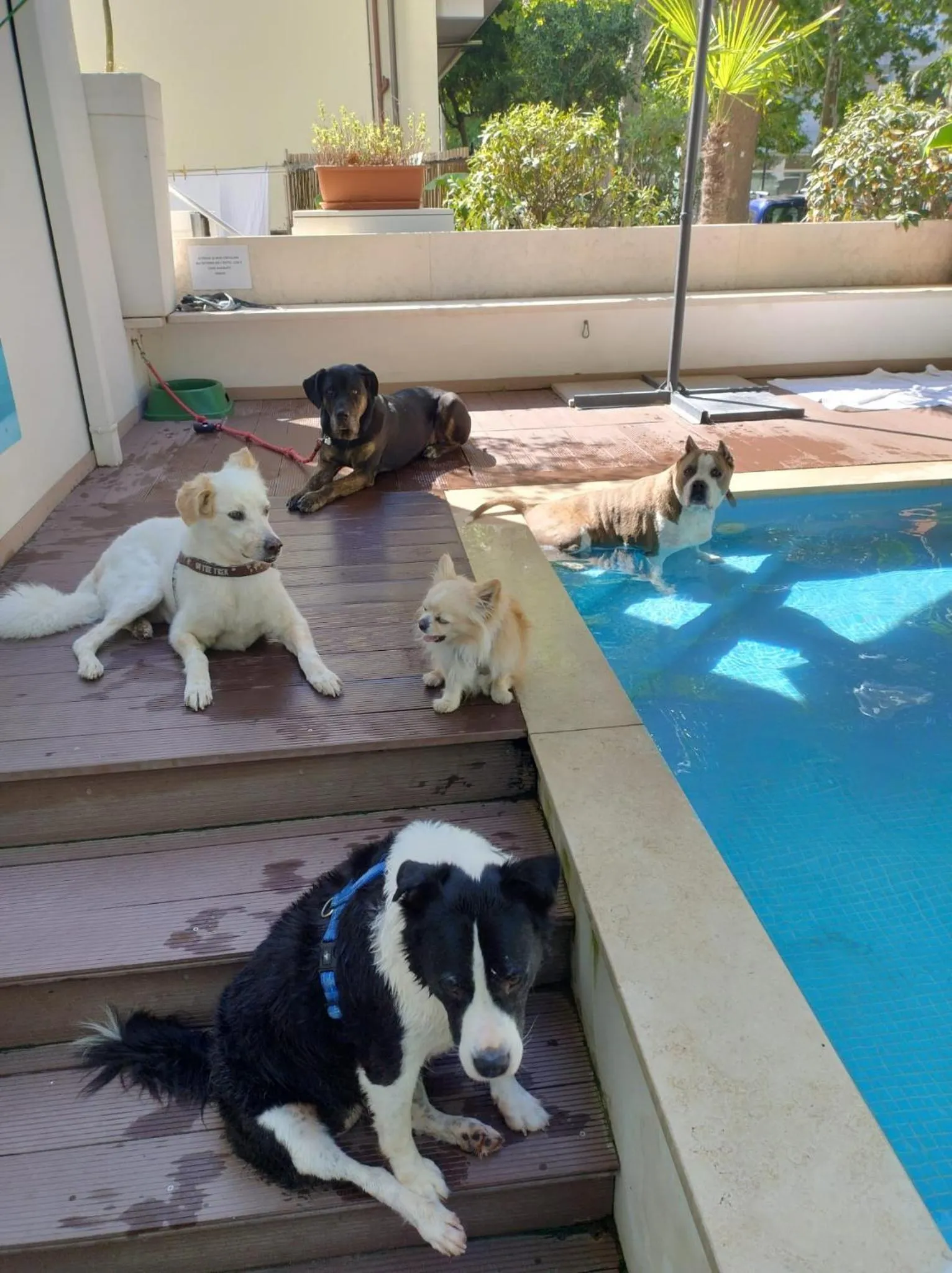 Pets in Kristalex Pet Family Hotel