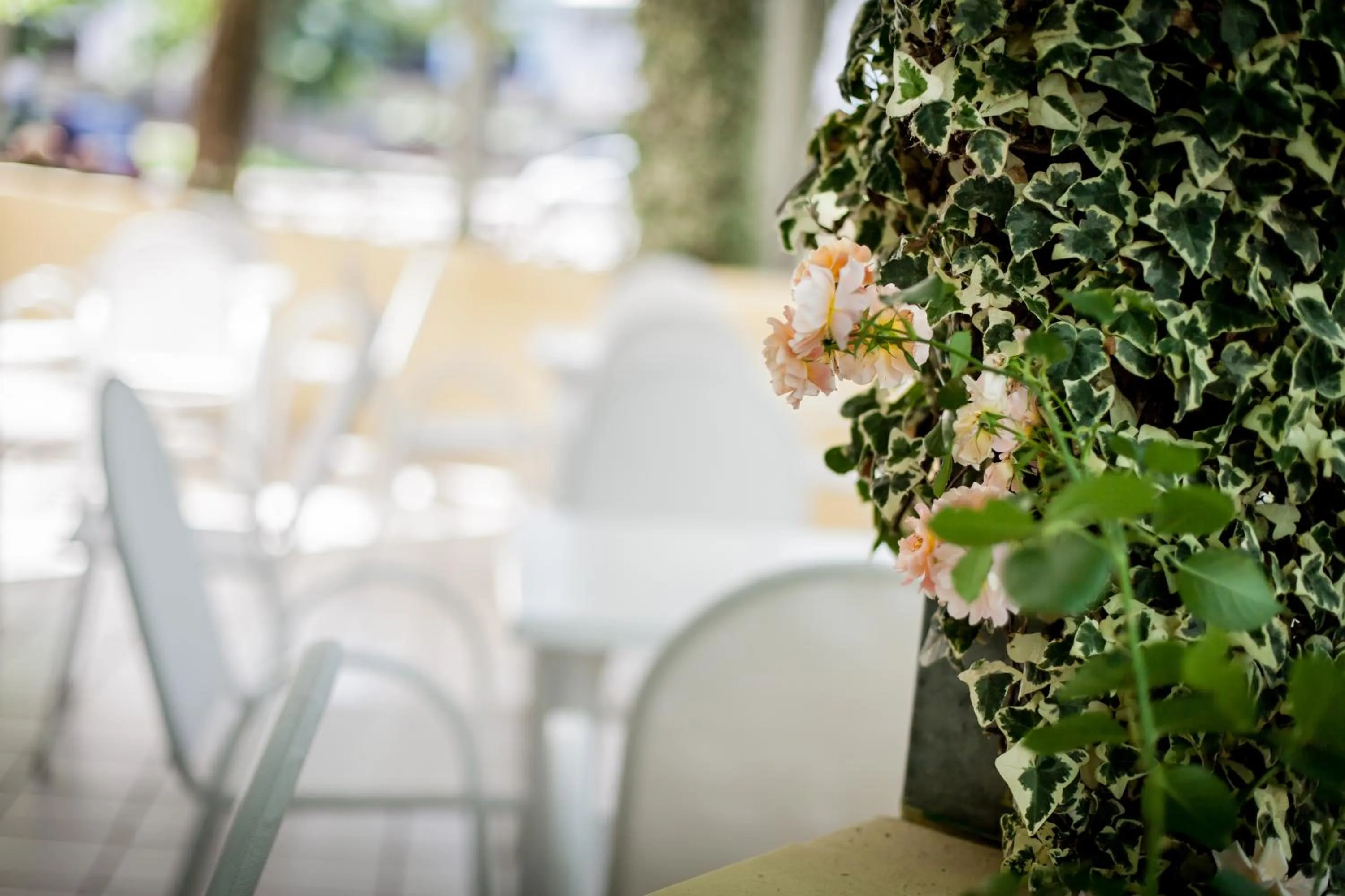 Patio in Kristalex Pet Family Hotel