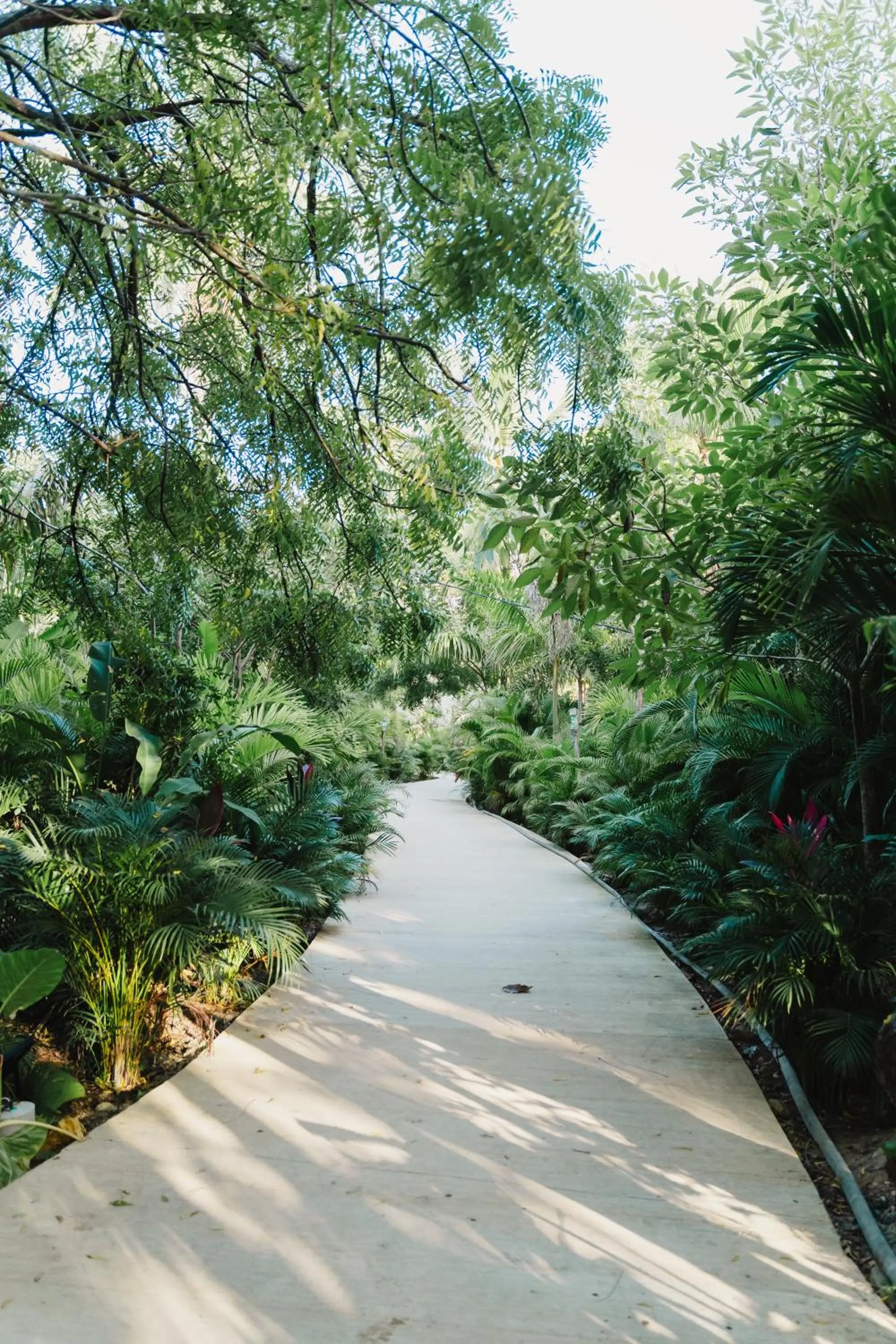 Garden in Naio Hotel y Villas By OxoHotel