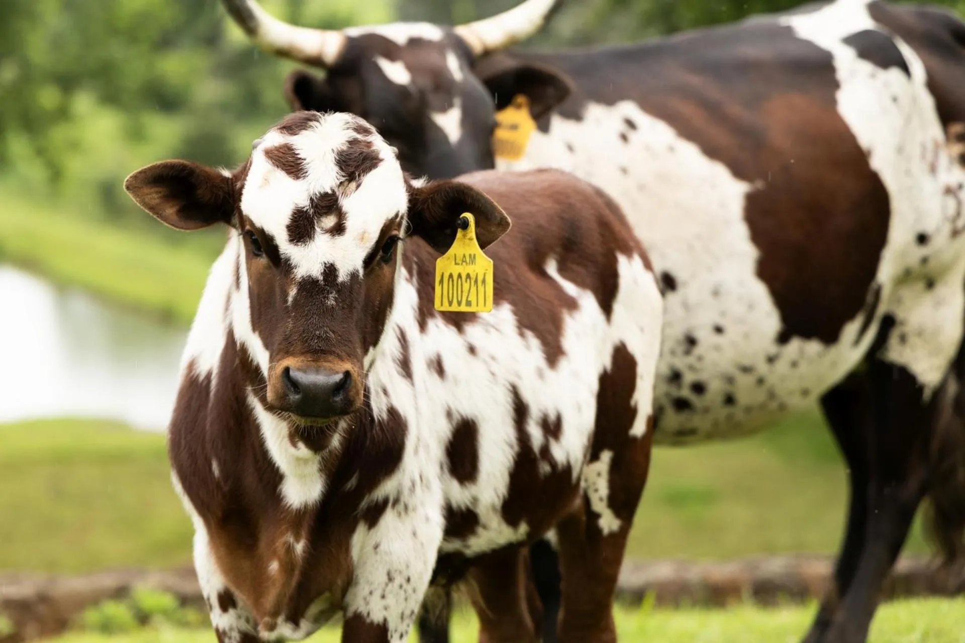 Animals in Whispering Waters