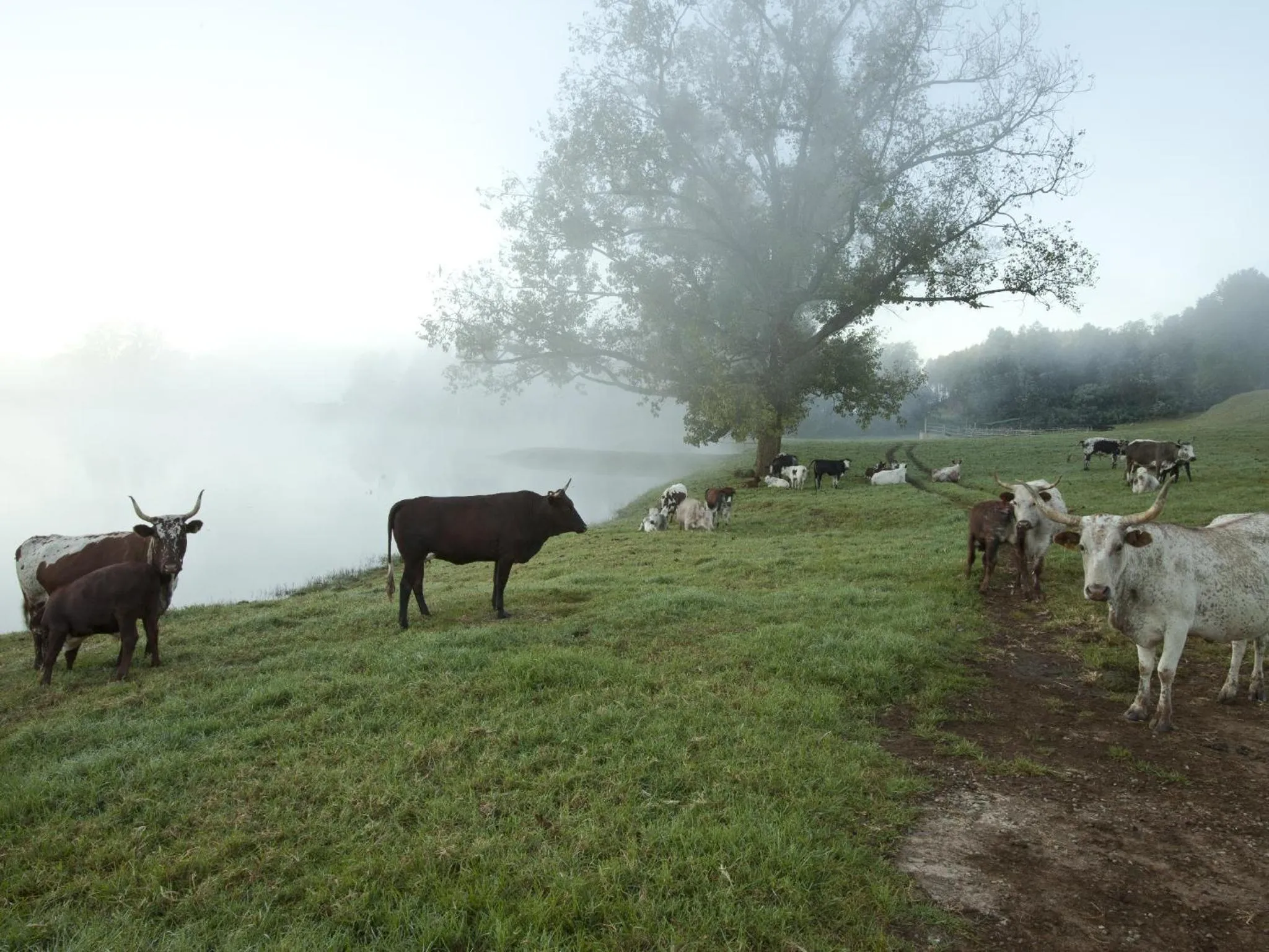 Animals in Whispering Waters