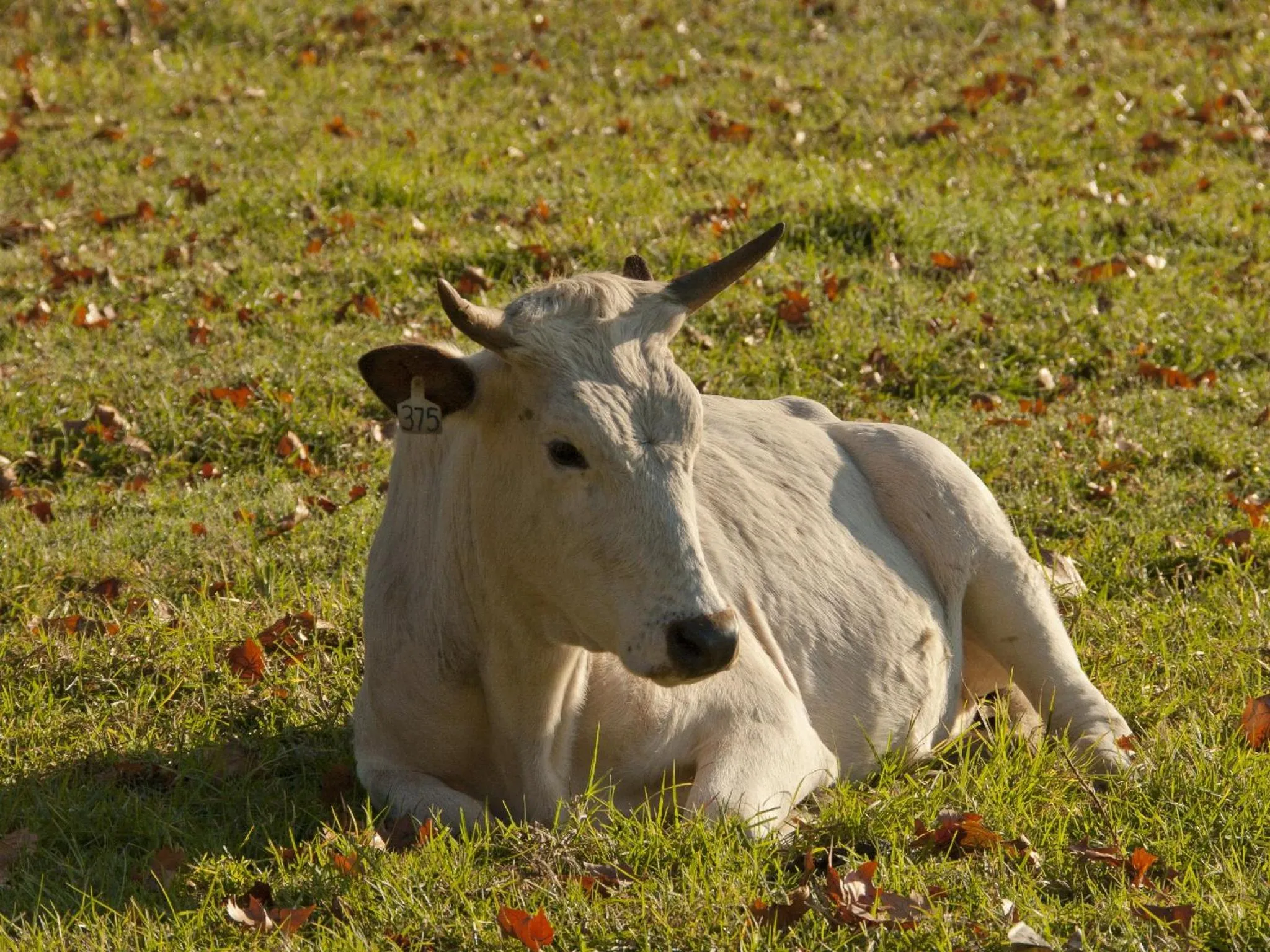 Animals in Whispering Waters