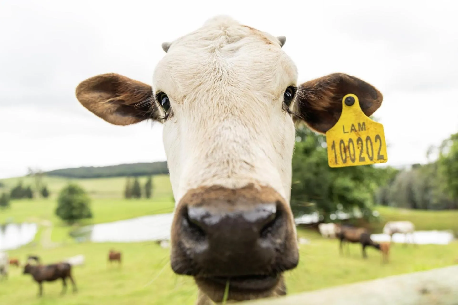 Animals in Whispering Waters