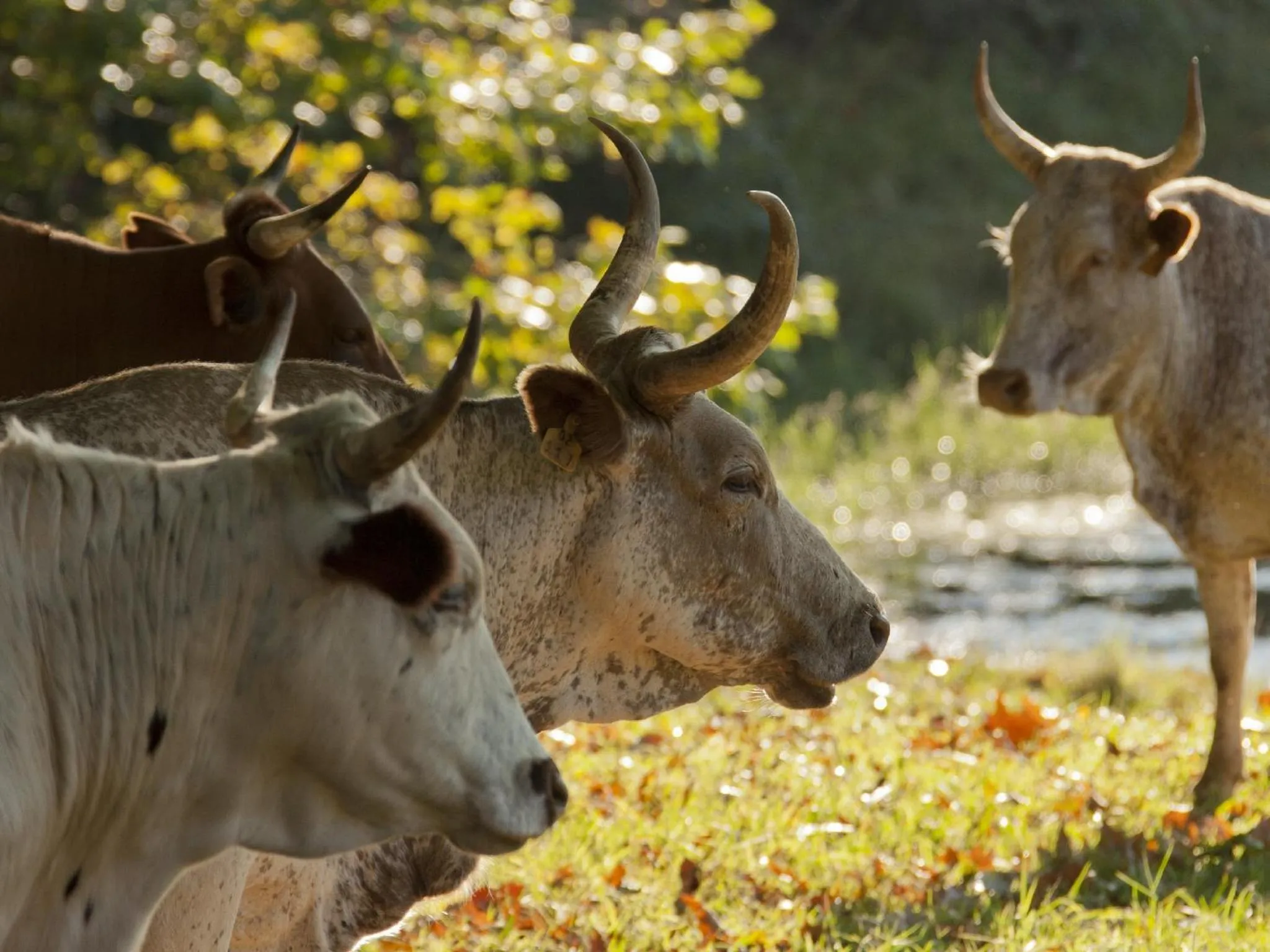 Animals in Whispering Waters