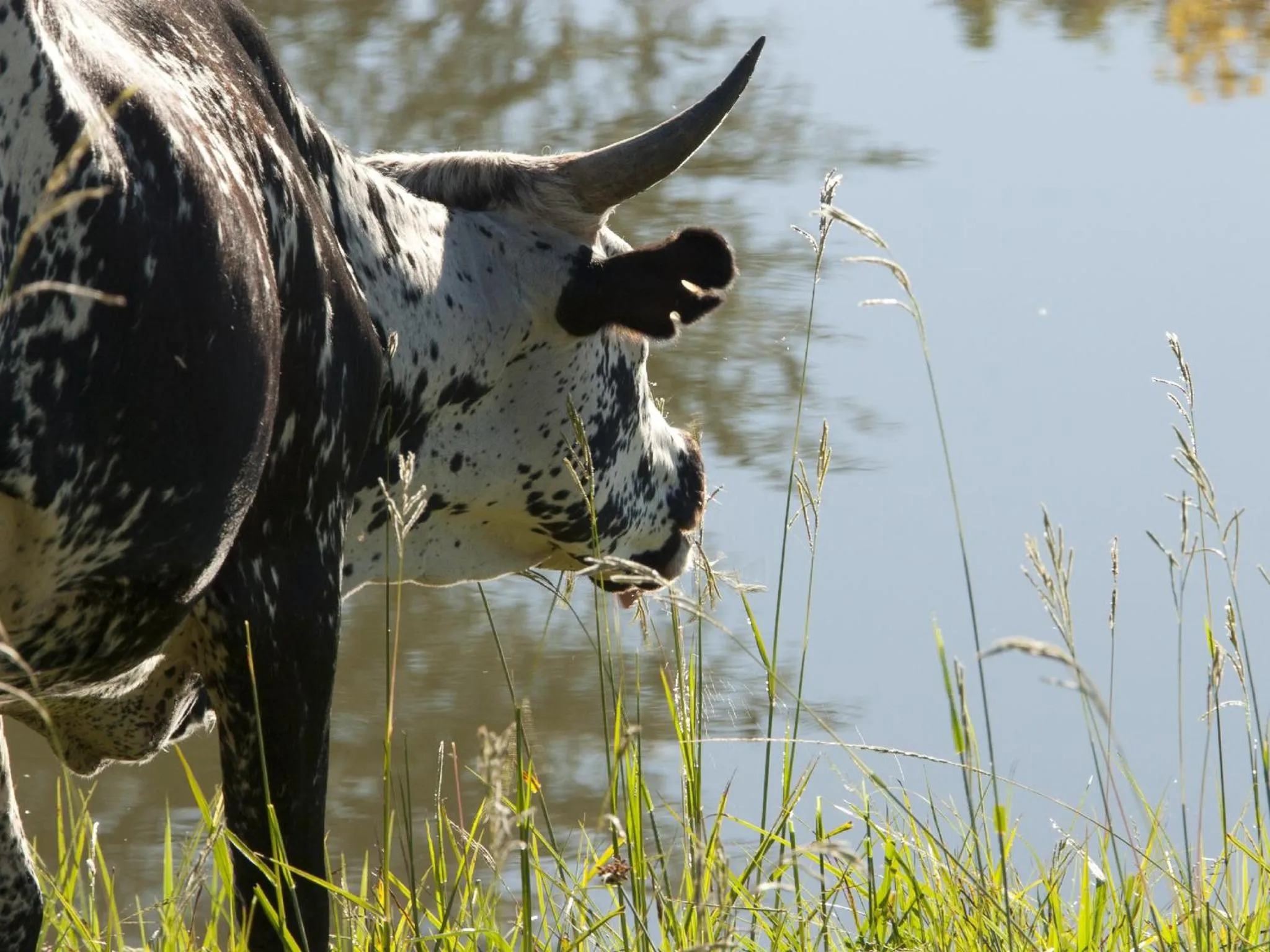 Animals in Whispering Waters