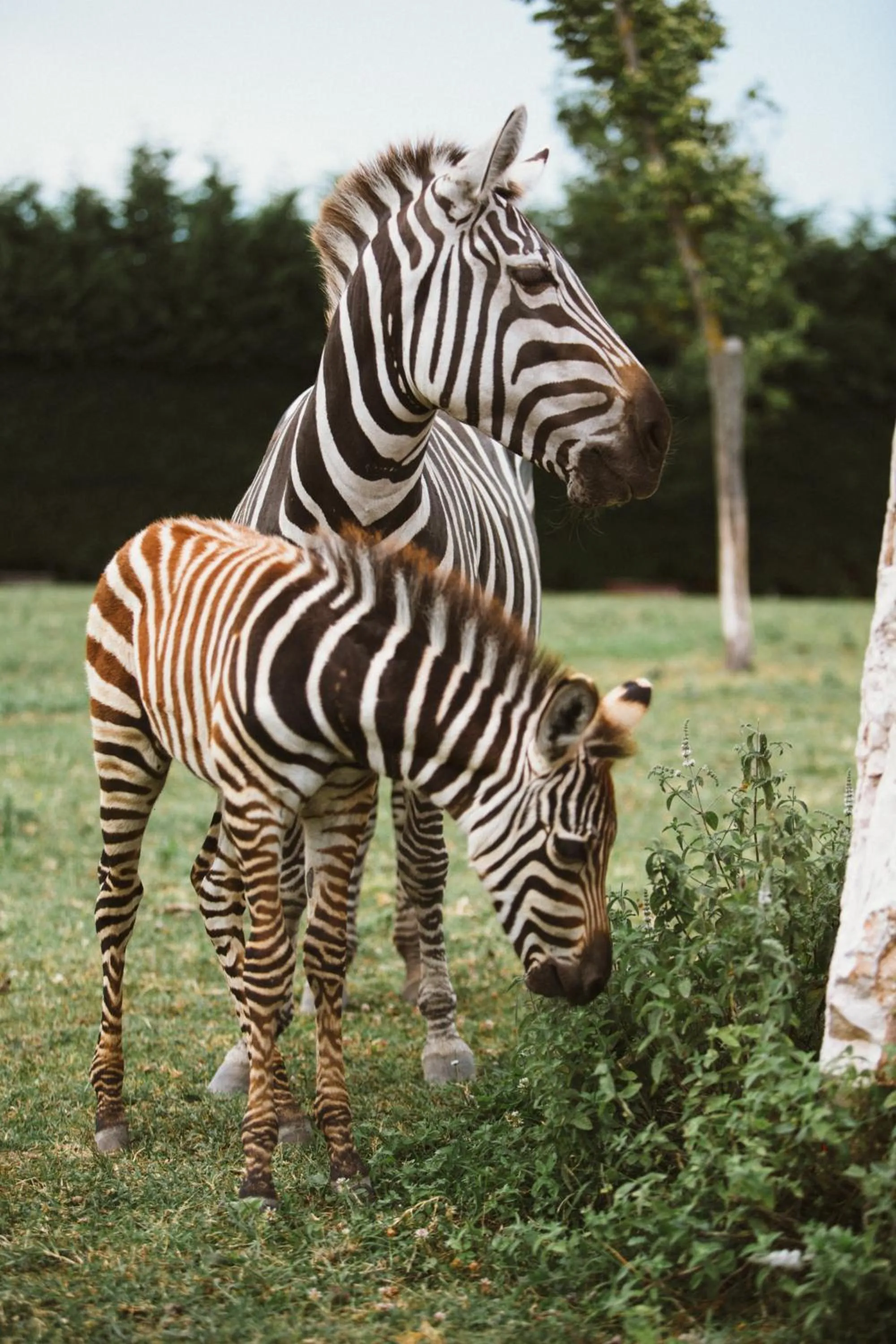 Animals in Ca'Bevilacqua Bed&Breakfast