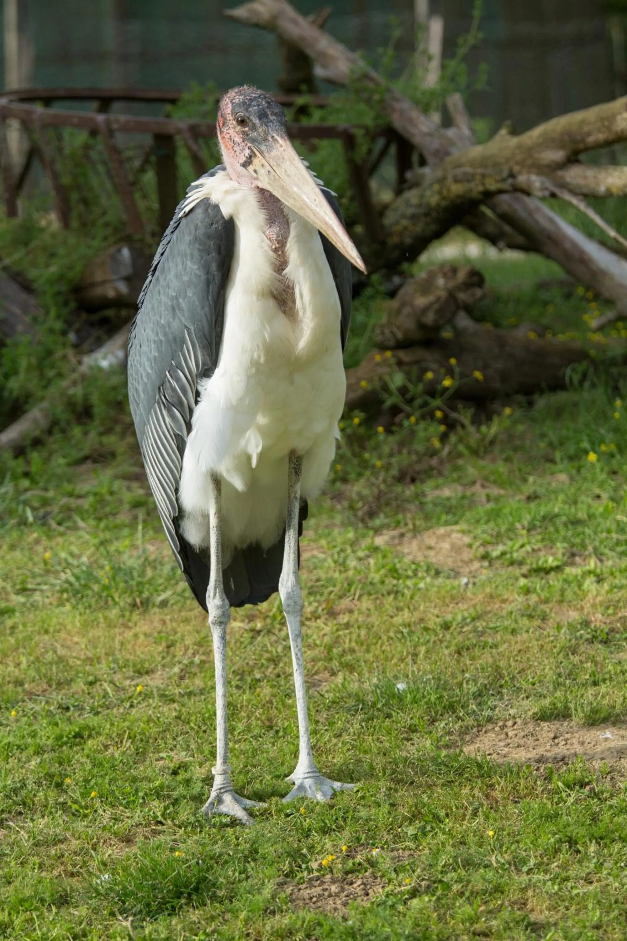 Animals in Ca'Bevilacqua Bed&Breakfast