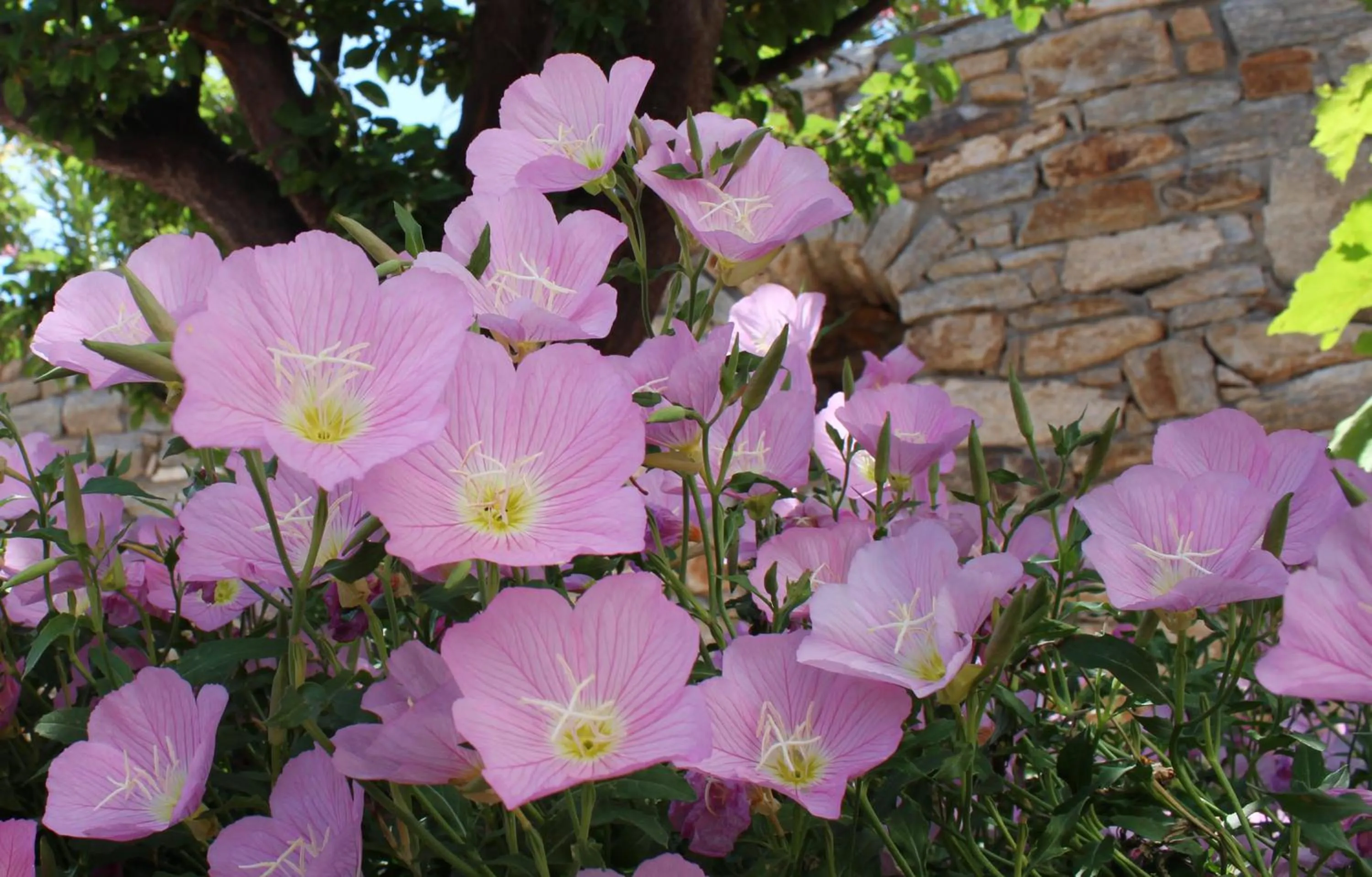 Ikaria Utopia - Cusco Studios