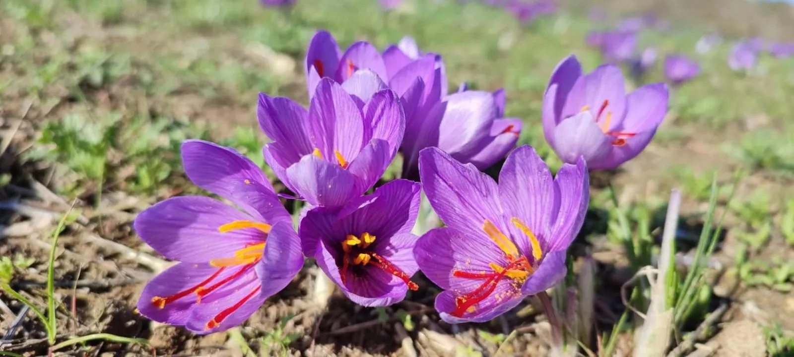 Albergo Diffuso Il Mandorlo