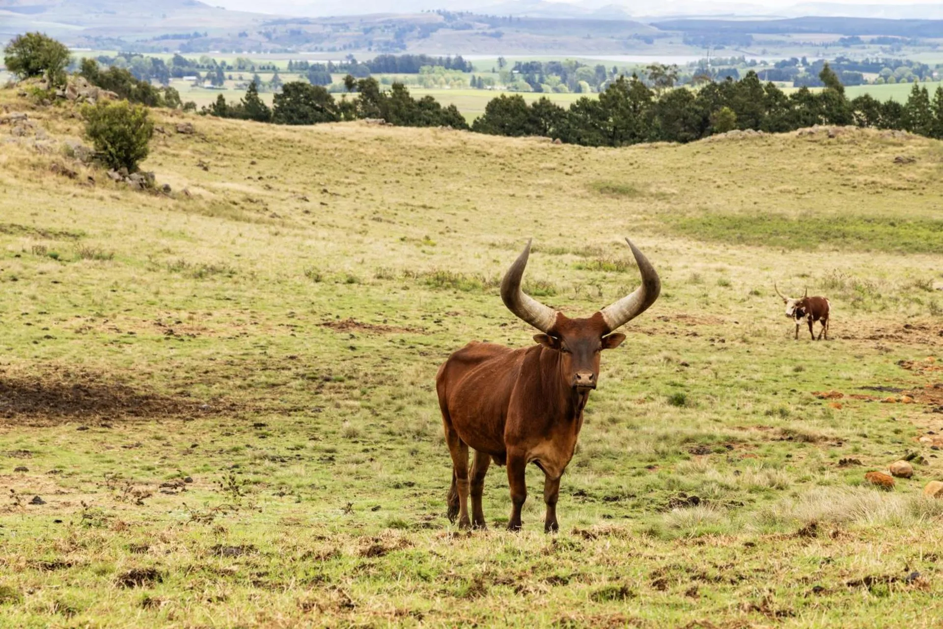 Day in First Group Midlands Saddle and Trout