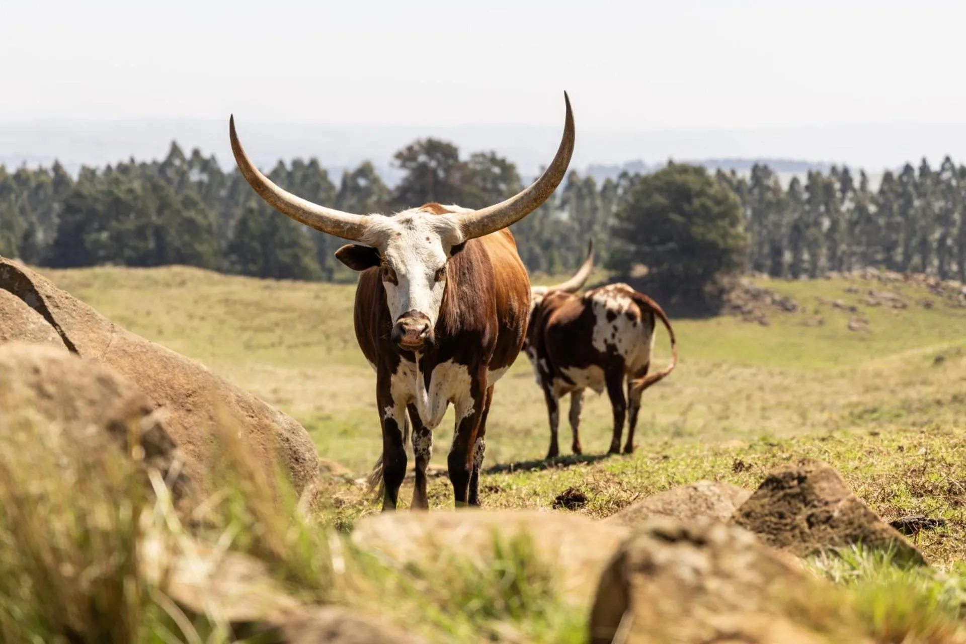 Day in First Group Midlands Saddle and Trout