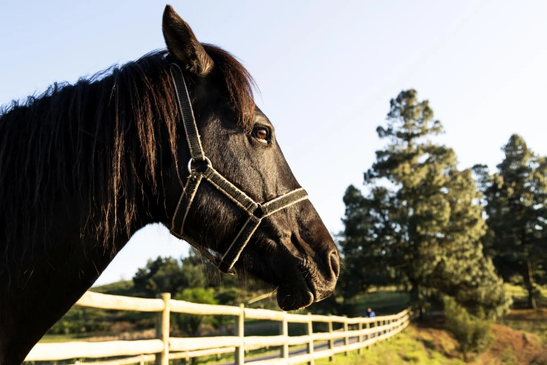 Day in First Group Midlands Saddle and Trout