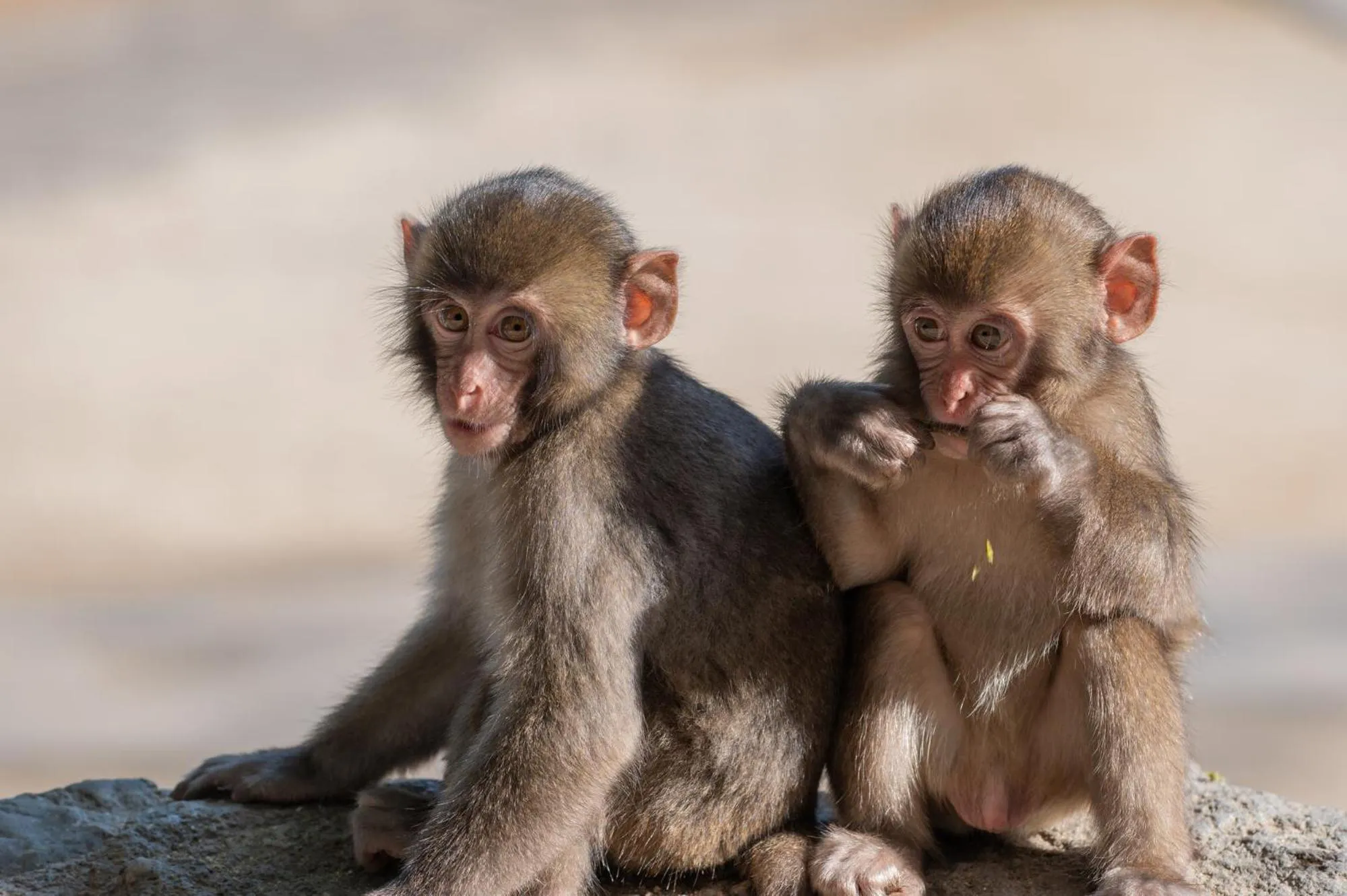 Nearby landmark in Nikkokinugawa Onsen Kiyomizu no Yado