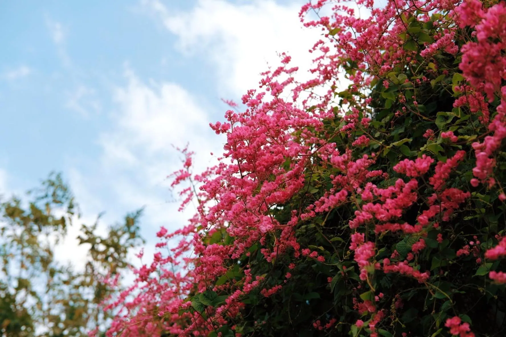 Garden in Le Pes Villas