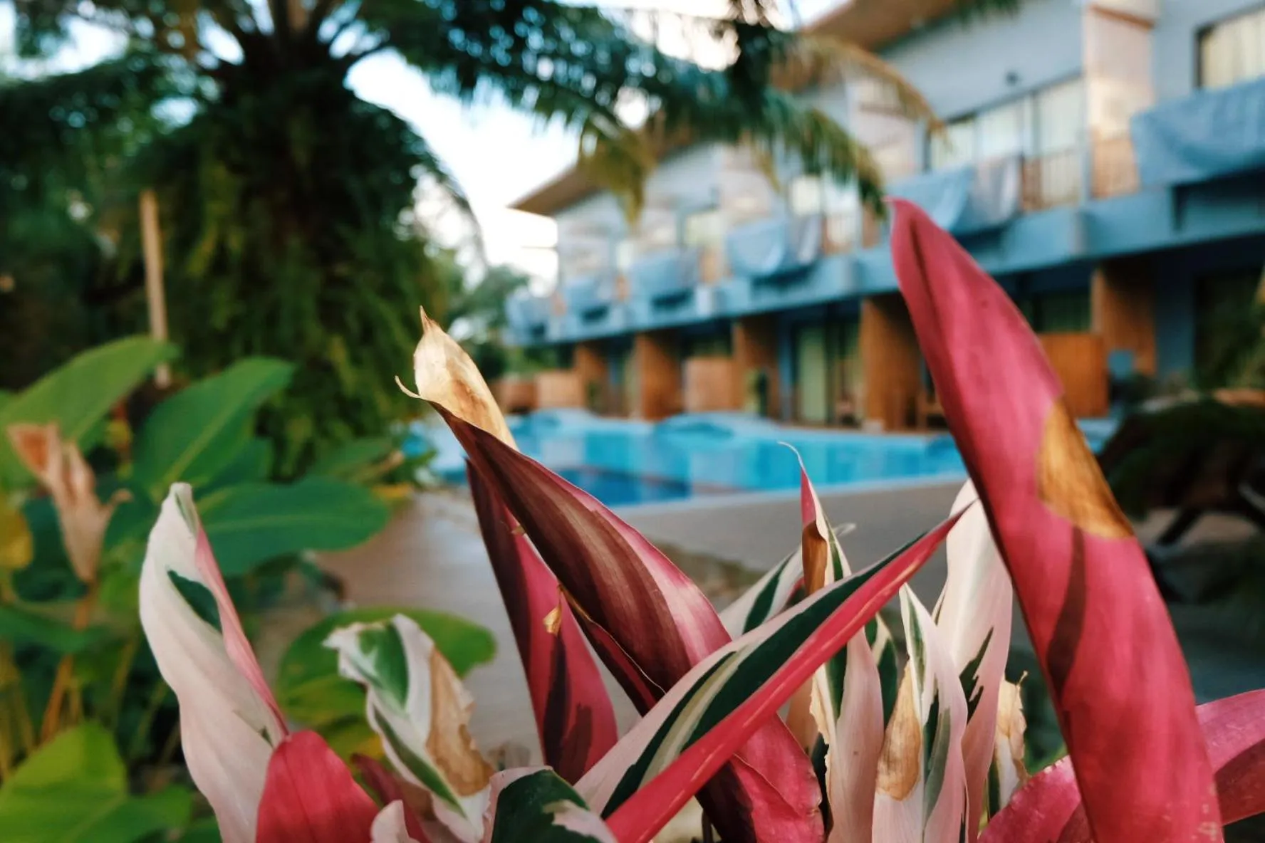 Swimming pool in Le Pes Villas