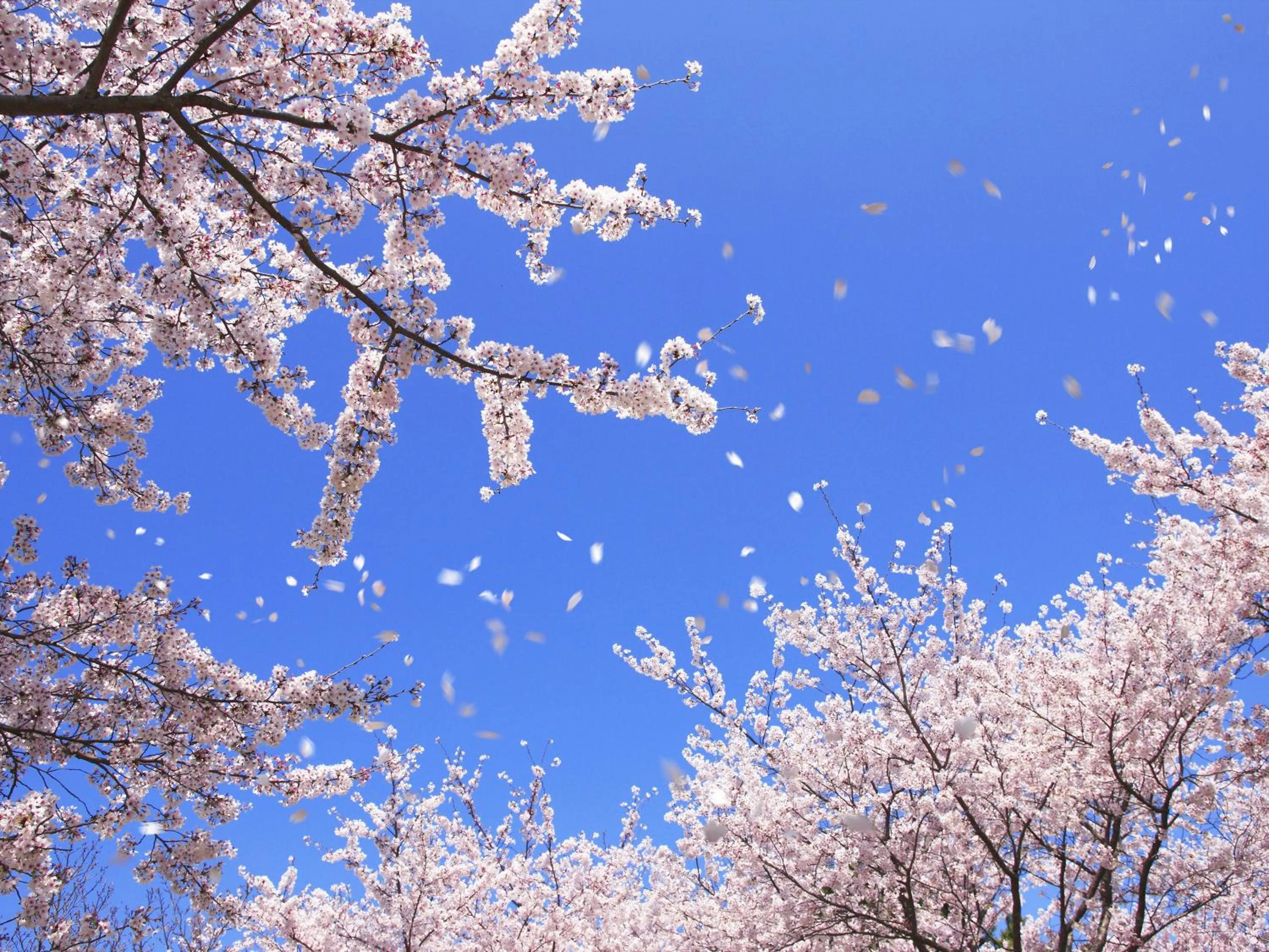Nearby landmark in Grand Mercure Nara Kashihara