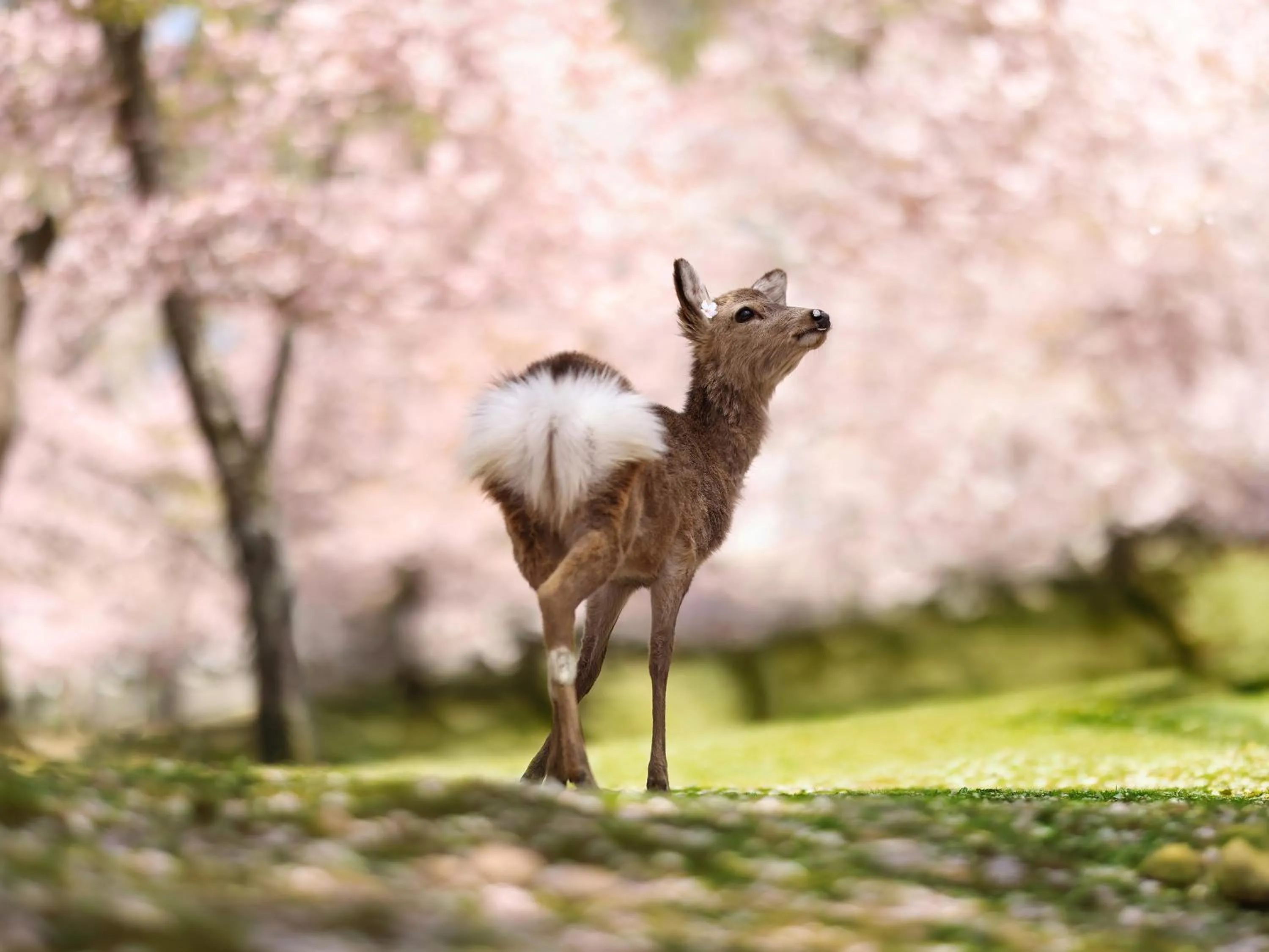 Nearby landmark in Grand Mercure Nara Kashihara