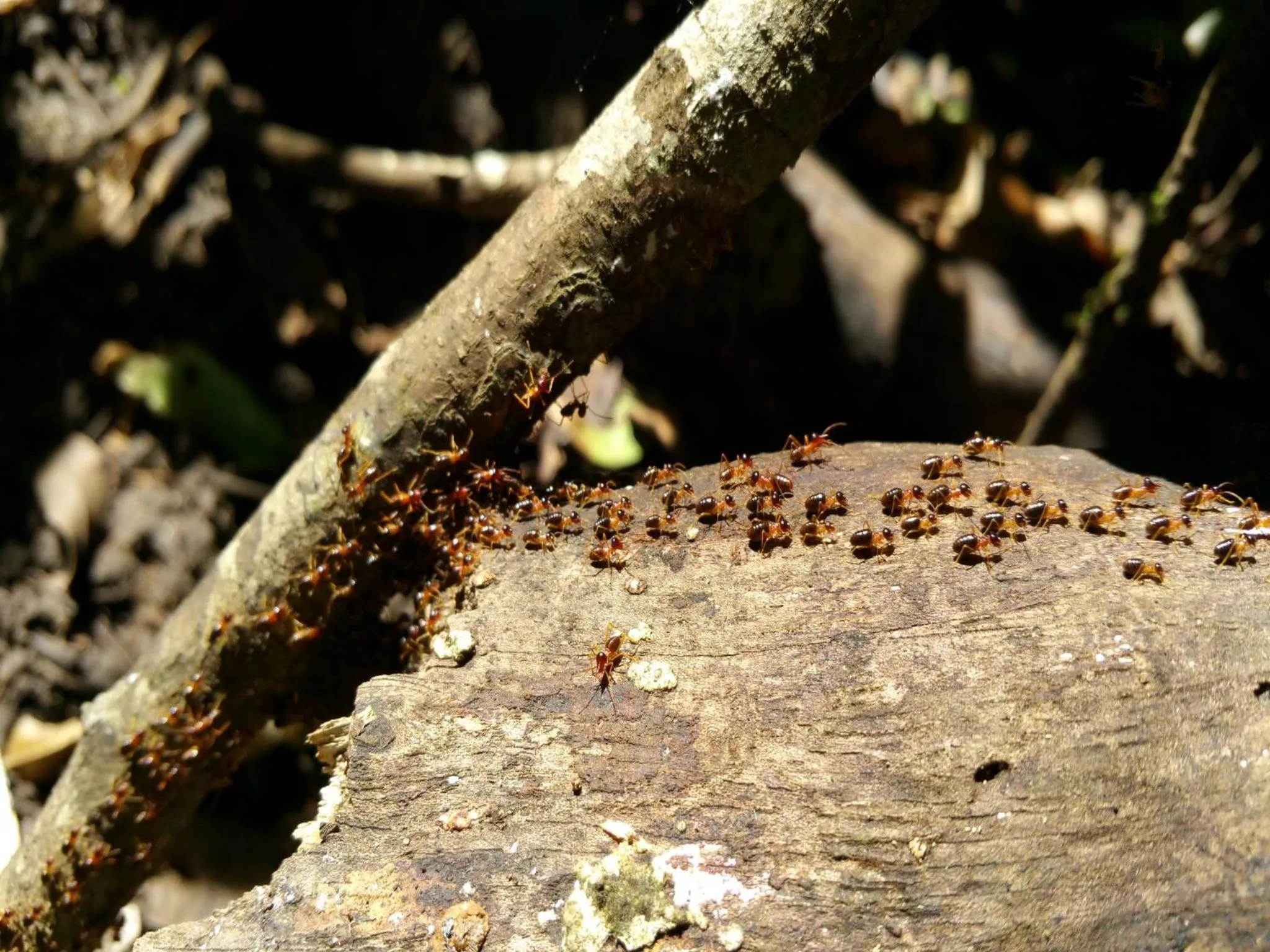 Animals in Cat Tien Jungle Lodge