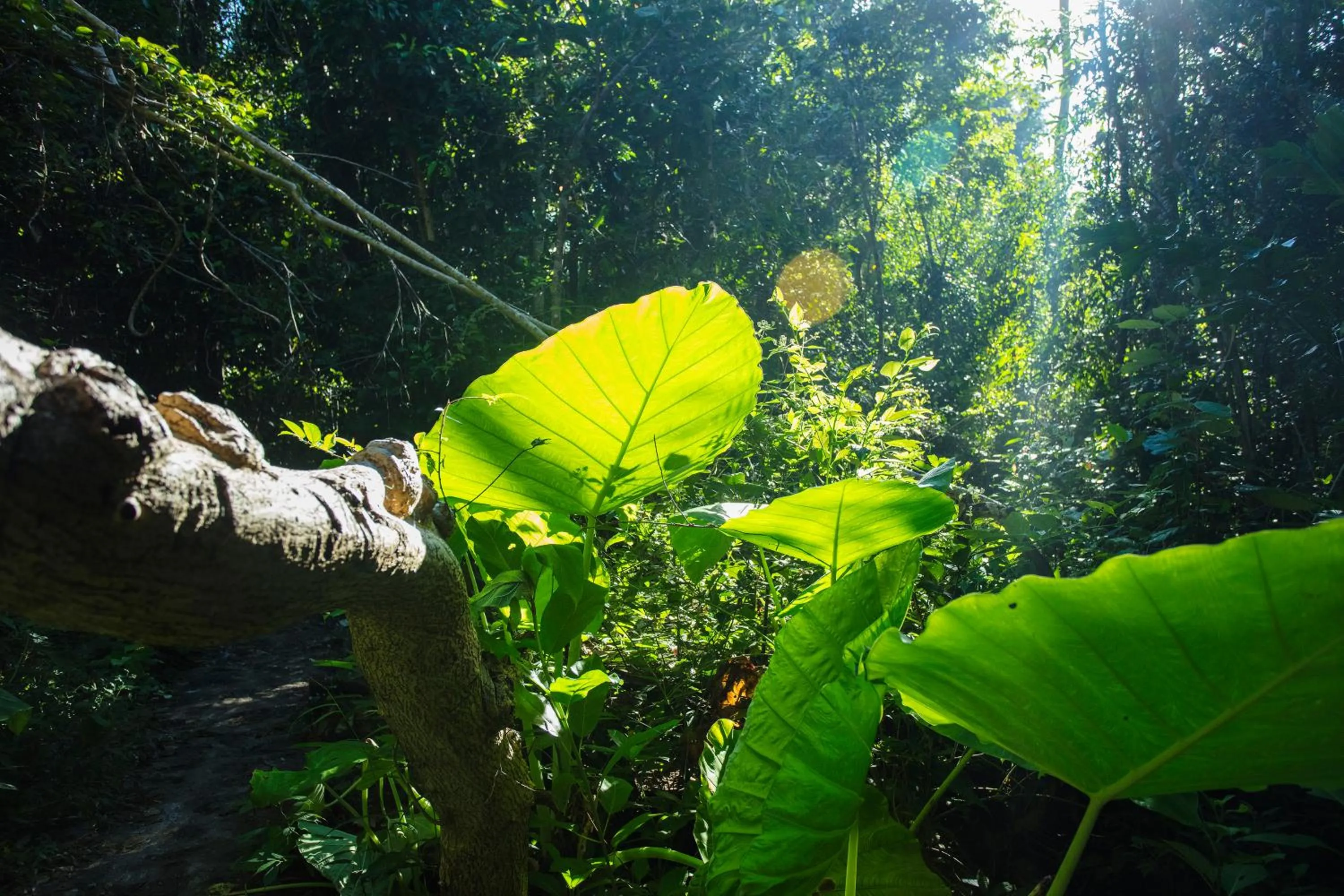 Garden in Cat Tien Jungle Lodge