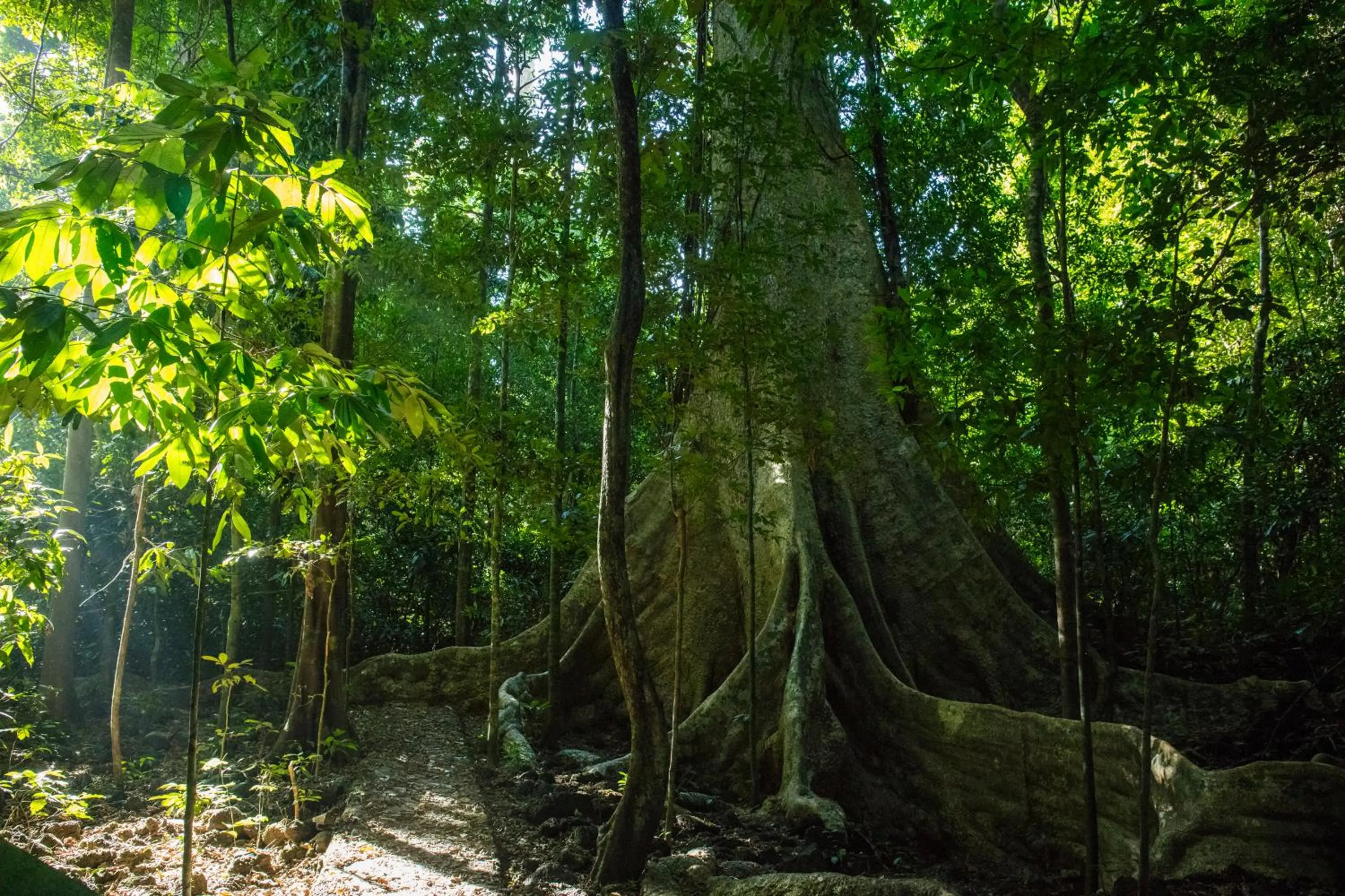 Garden in Cat Tien Jungle Lodge
