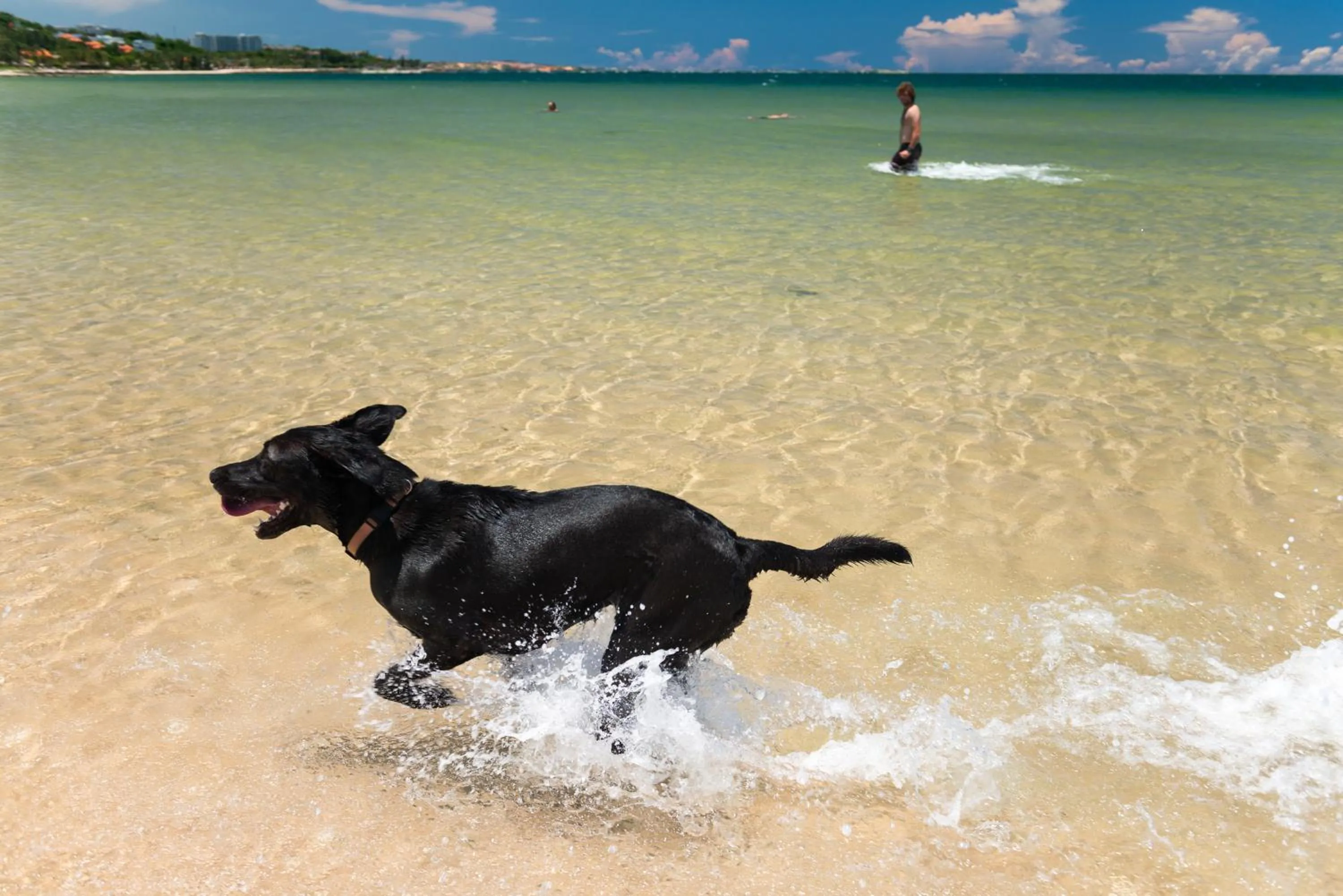 Pets in White Sand Resort Mui Ne