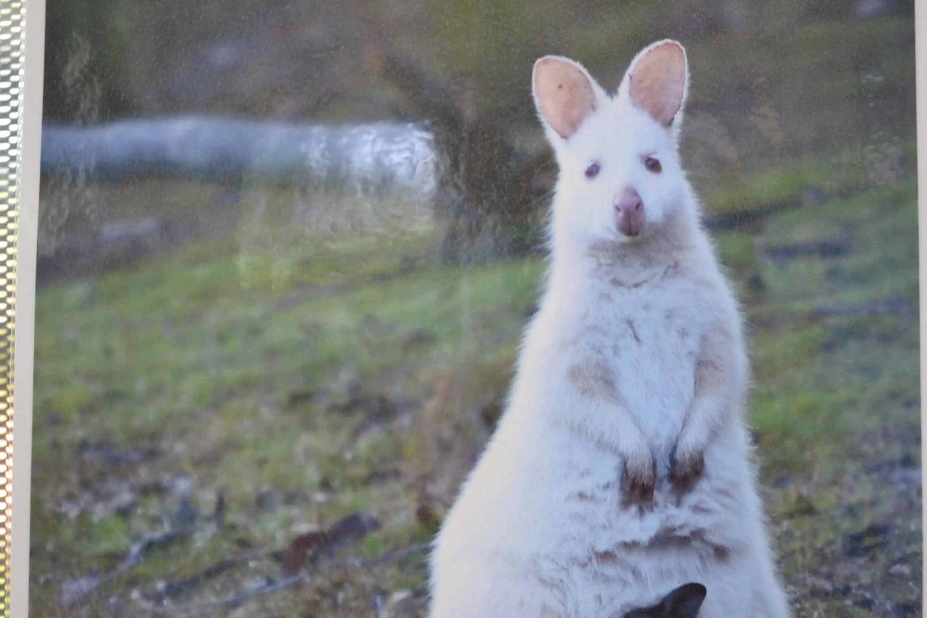 Day in Captain Cook Holiday Park