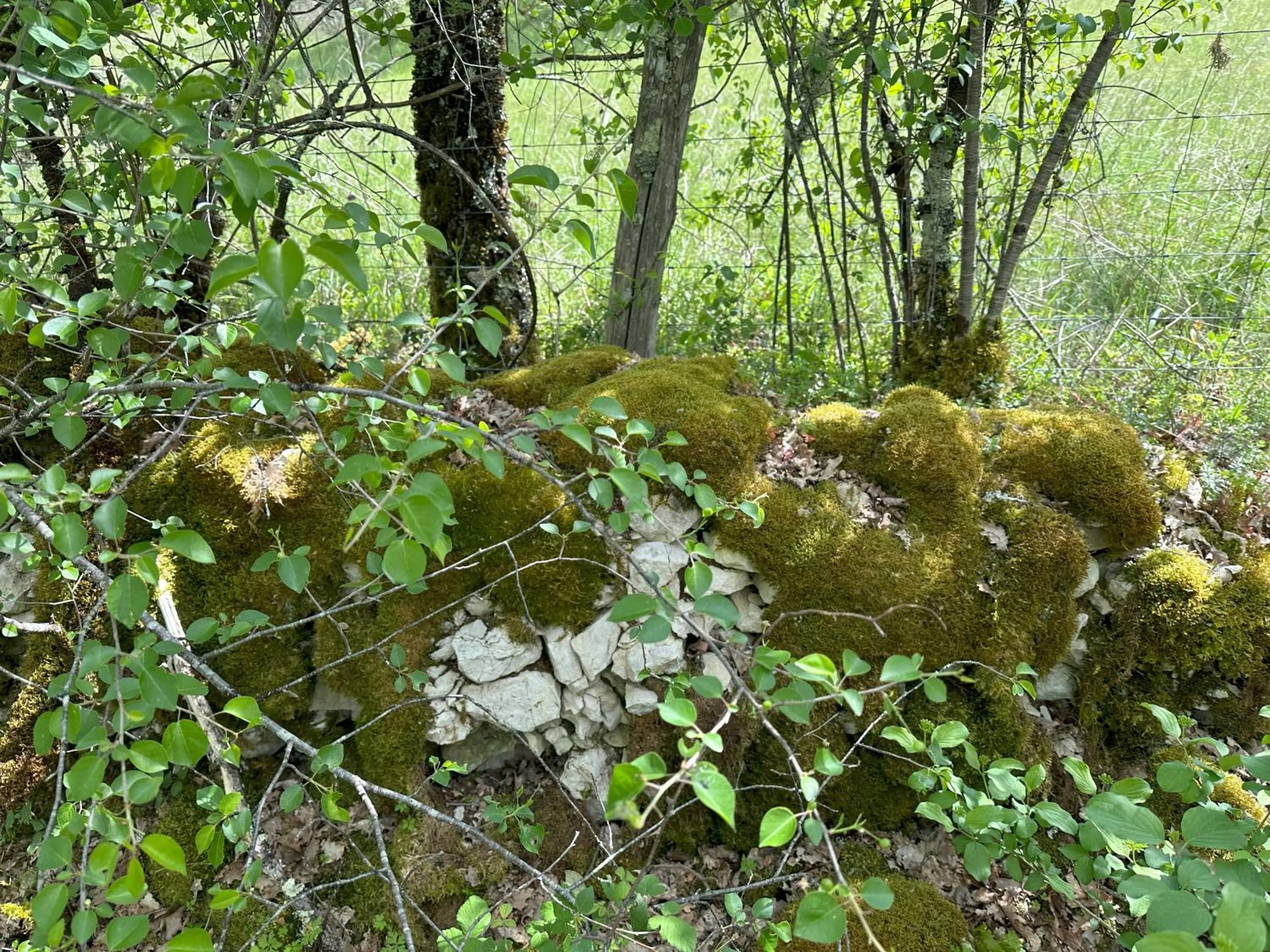 Natural landscape in Les Hauts de Sauliès - Chambre et Table d'Hôtes de charme