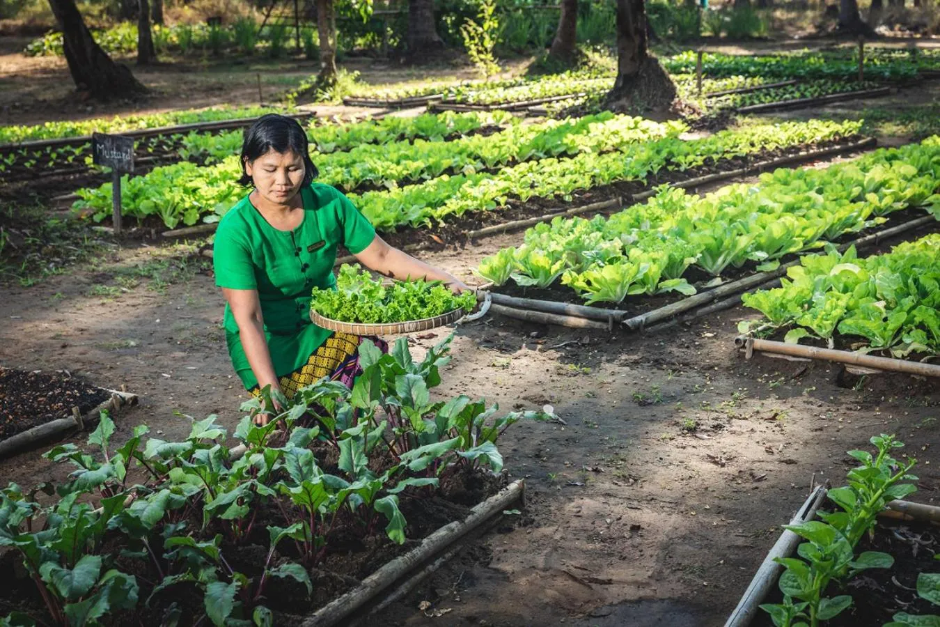 Restaurant/places to eat in Eskala Hotels and Resorts