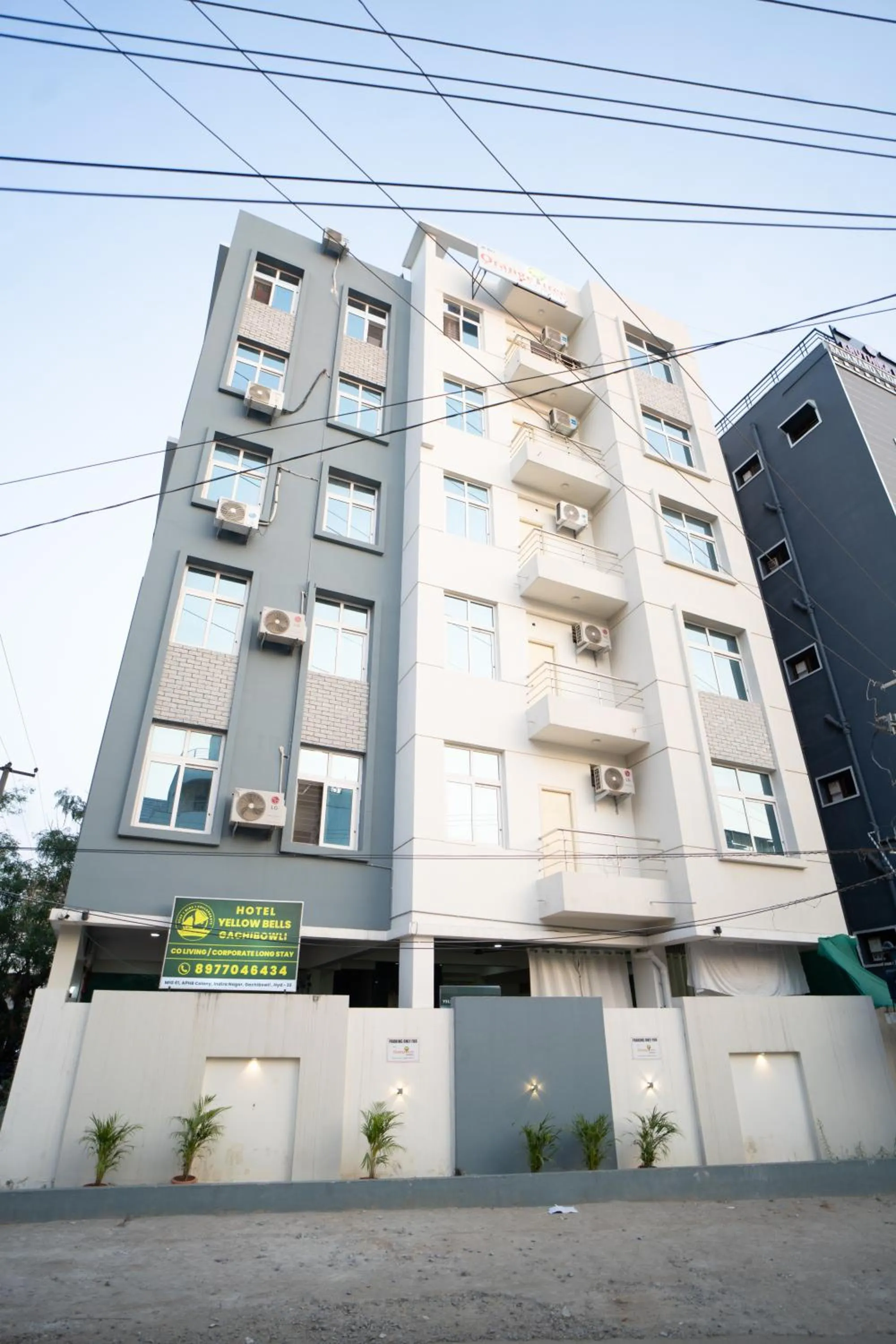 Yellow Bells Gachibowli