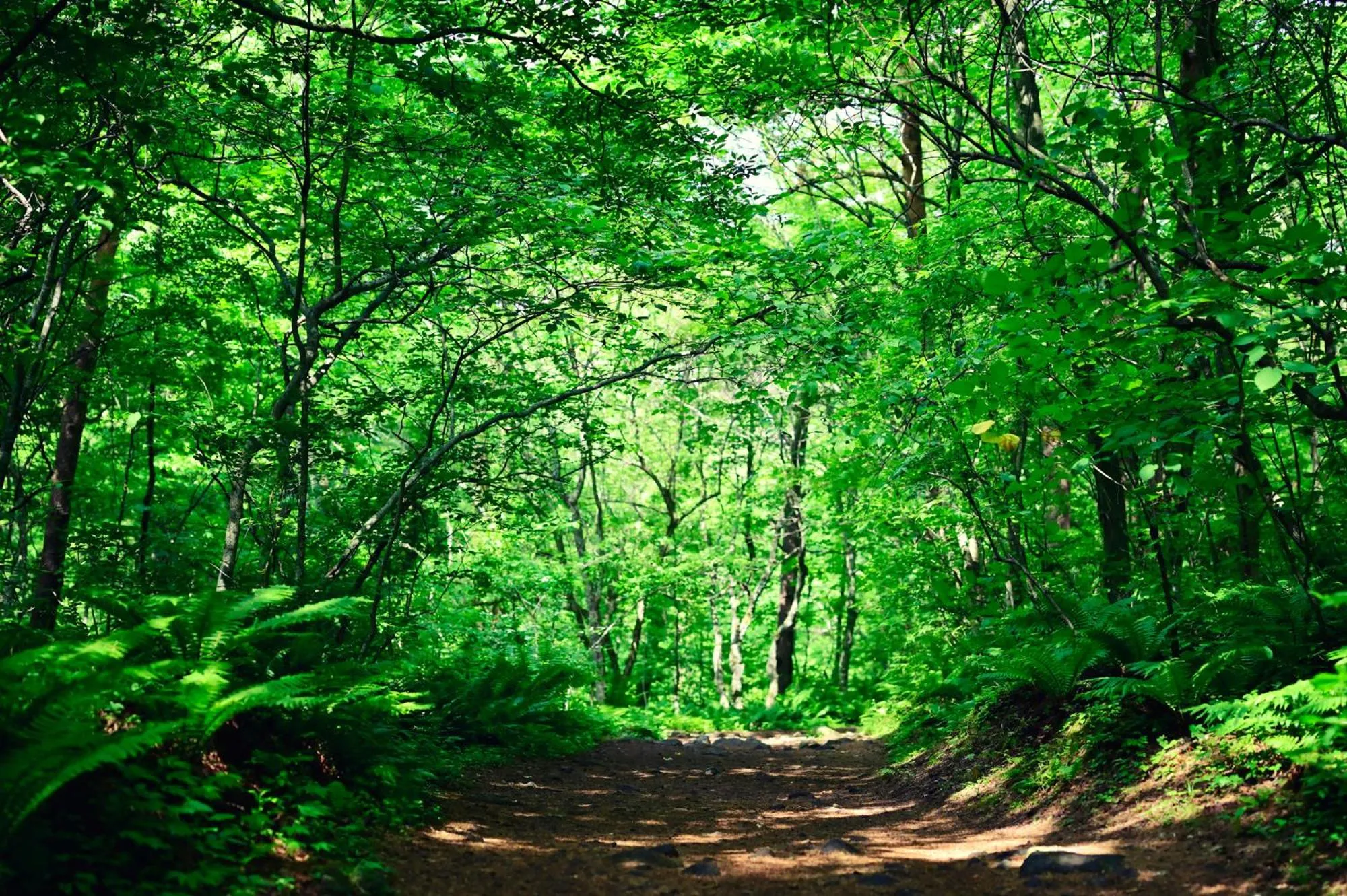 Nearby landmark in Mercure Urabandai Resort & Spa