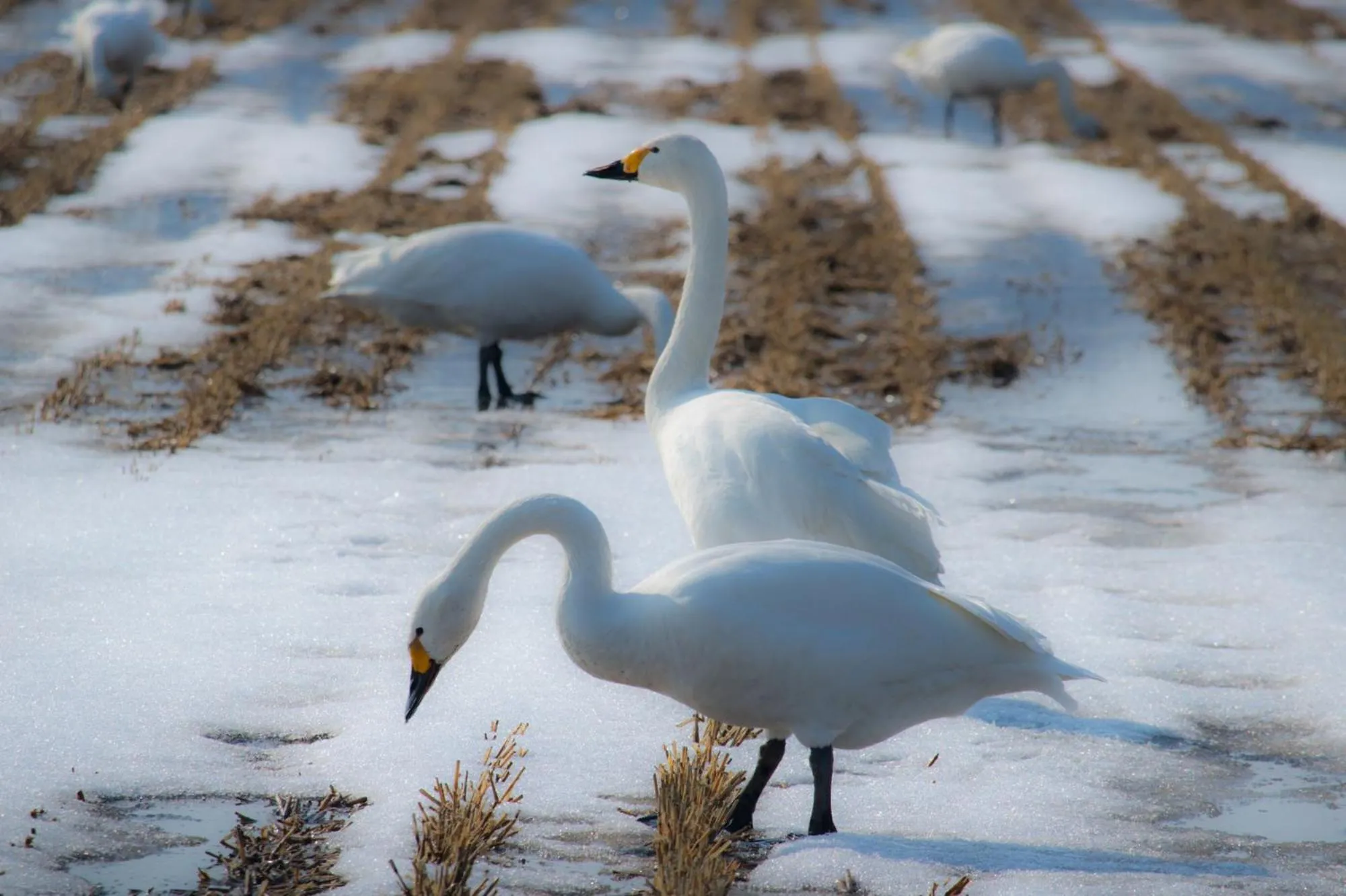 Nearby landmark in Mercure Urabandai Resort & Spa