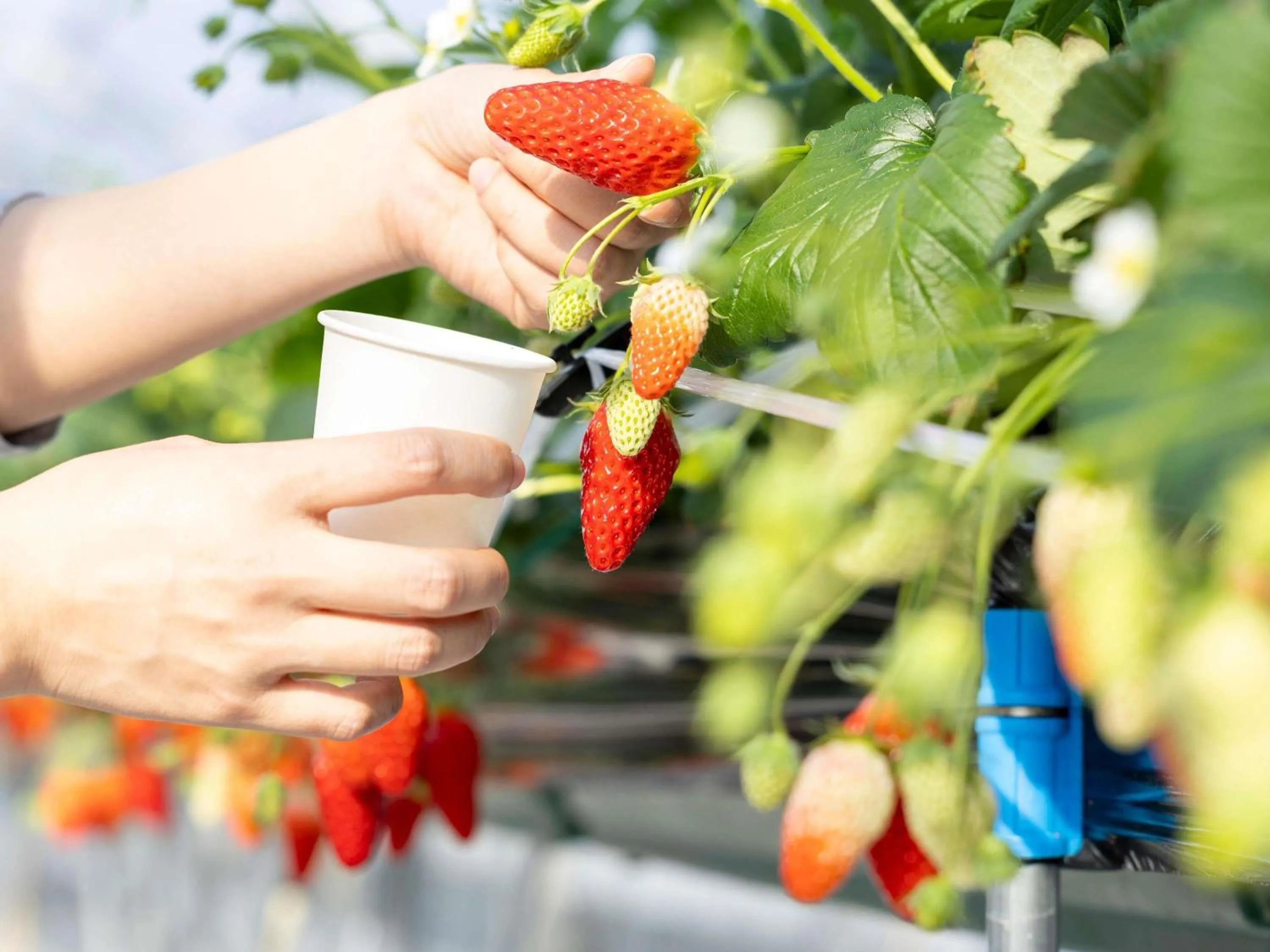 Other in Mercure Kyoto Miyazu Resort & Spa