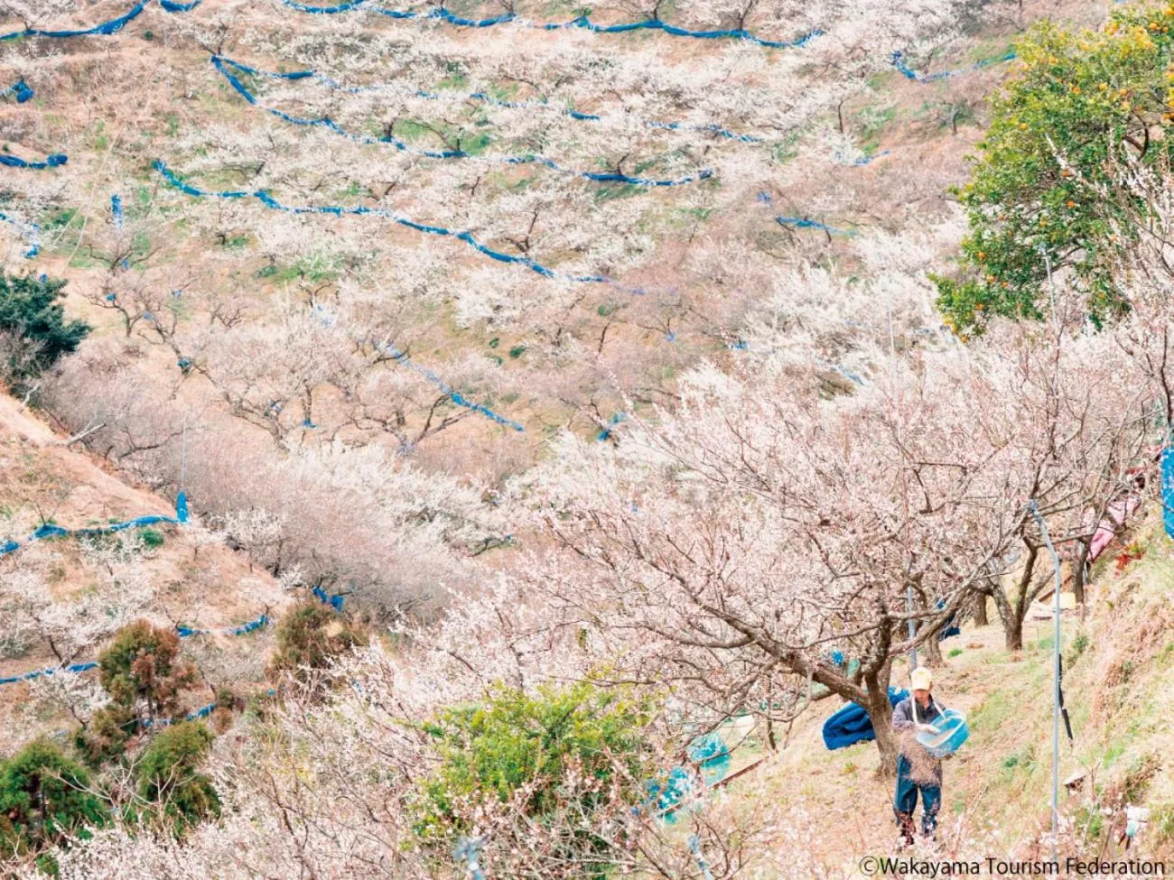 Nearby landmark in Grand Mercure Wakayama Minabe Resort & Spa