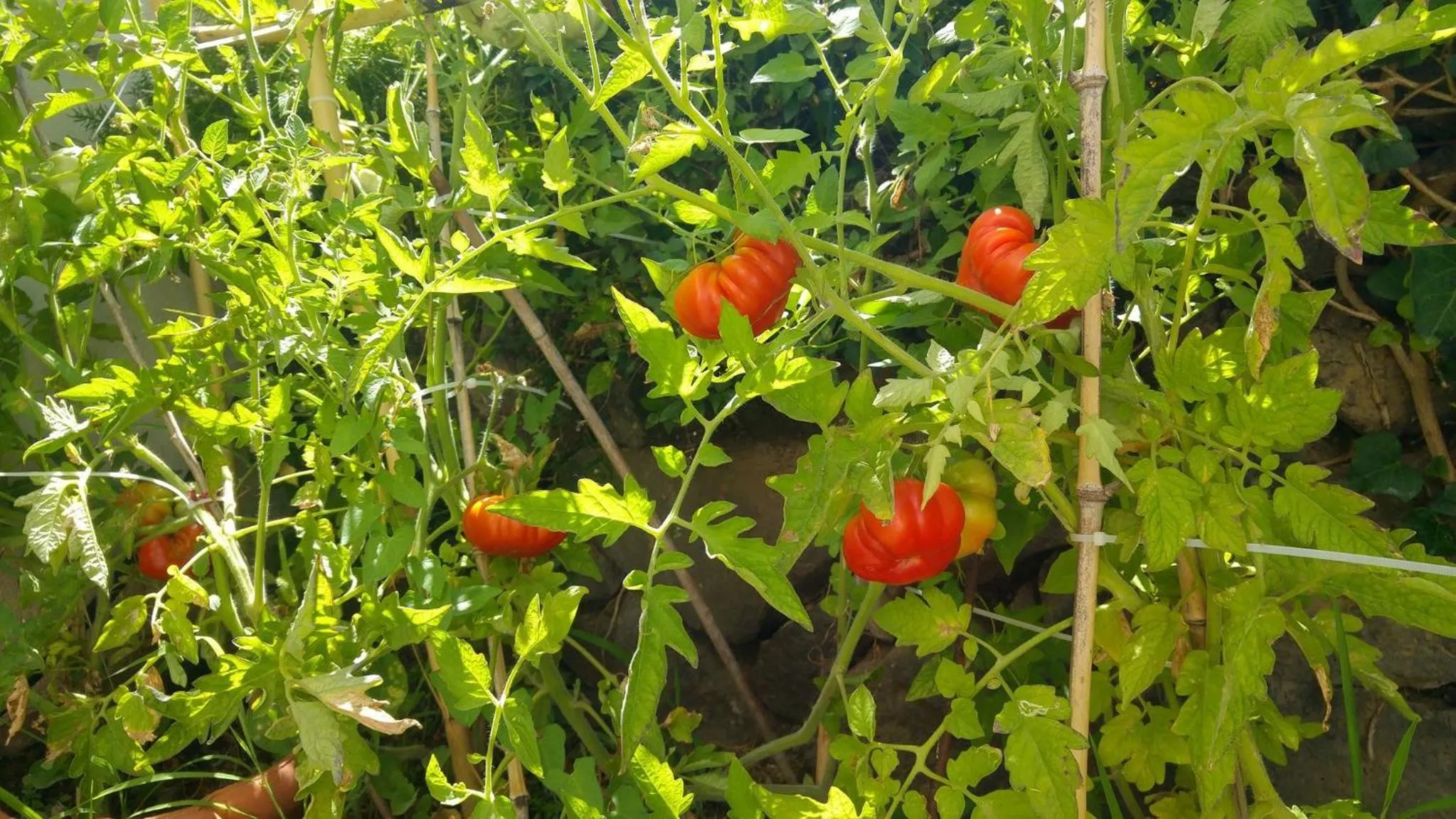 Garden view in Villa Ortensia