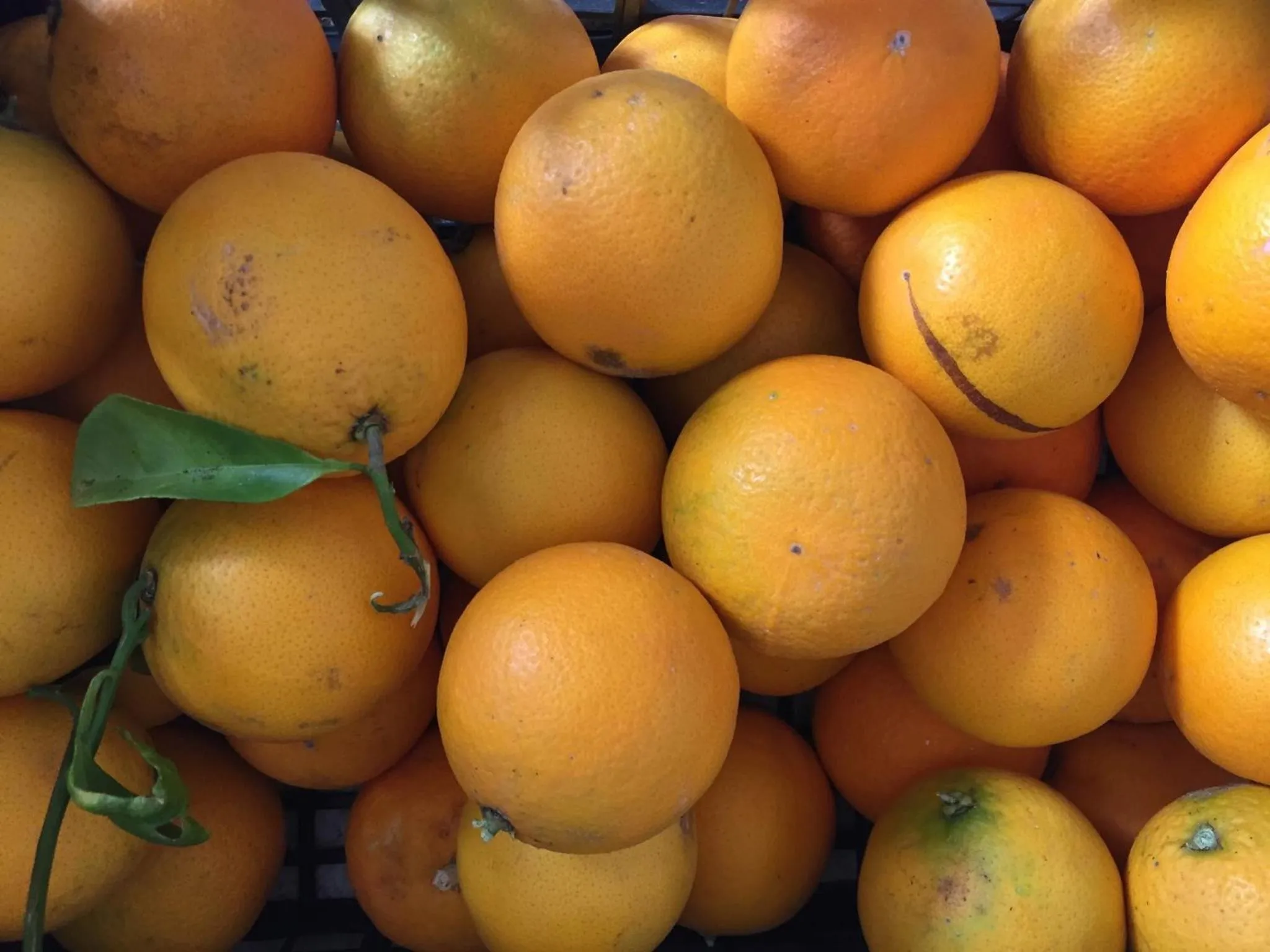 Food close-up in Villa Ortensia